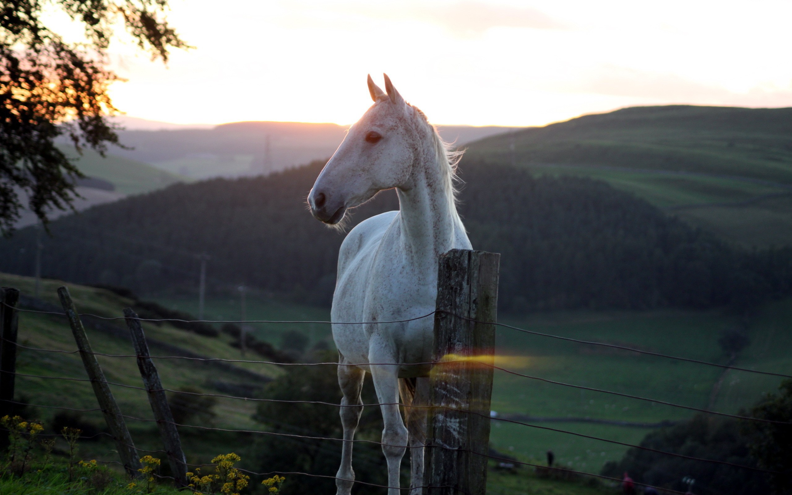 Белая лошадь на фоне гор