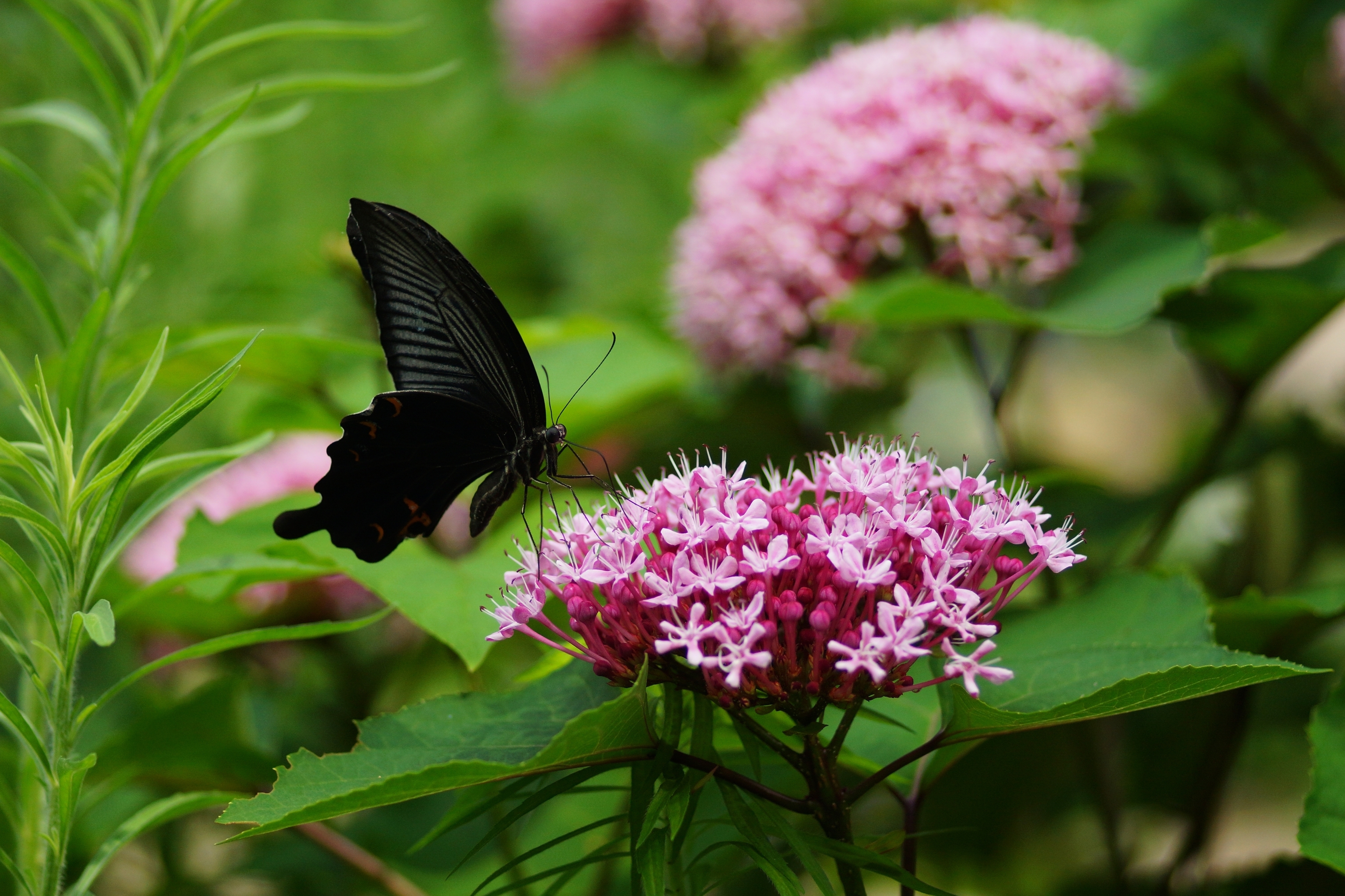Видео где бабочка. Олимпиус Инферно бабочка. Красивые бабочки. Бабочка на цветке. Бабочки в природе.