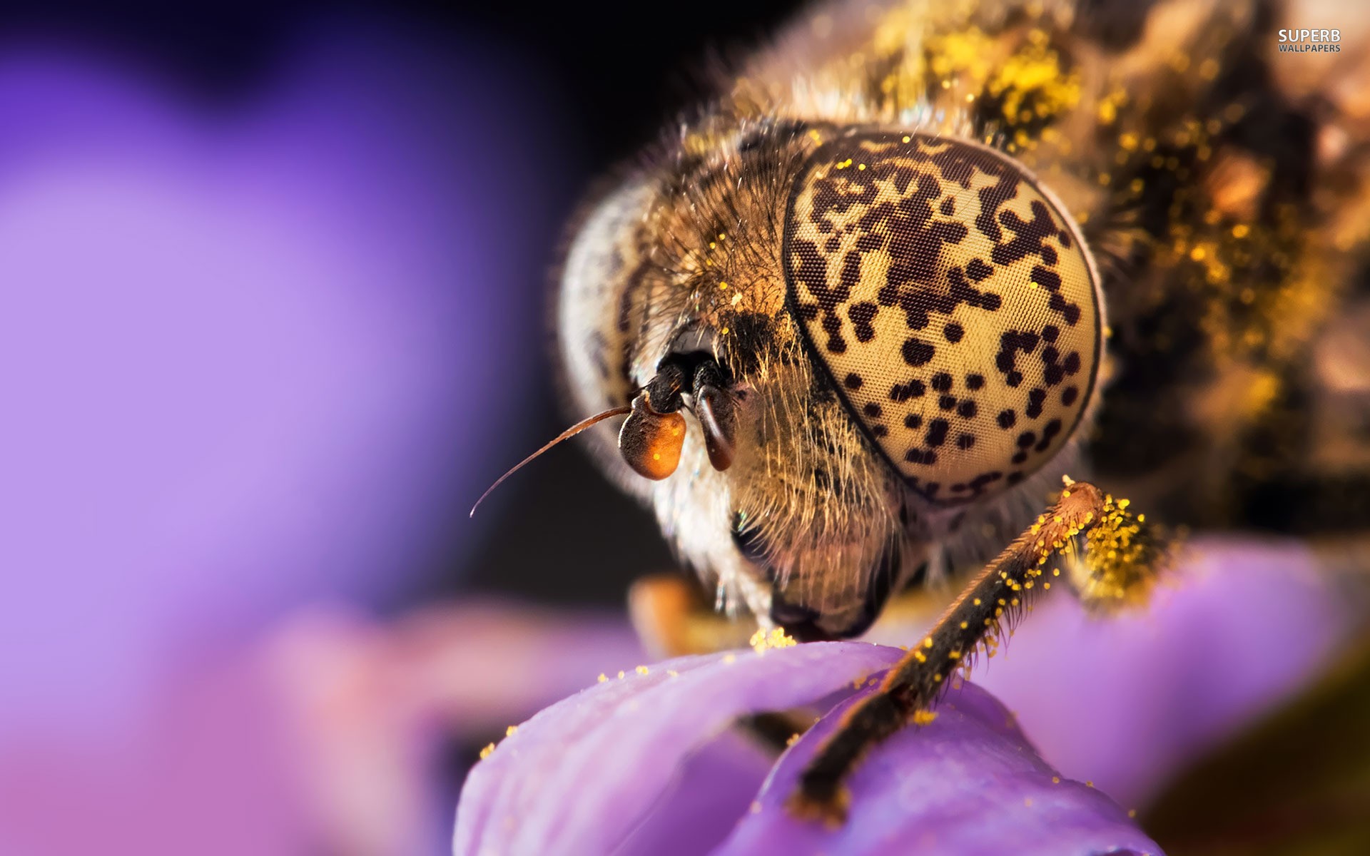 Макрофото пчелы