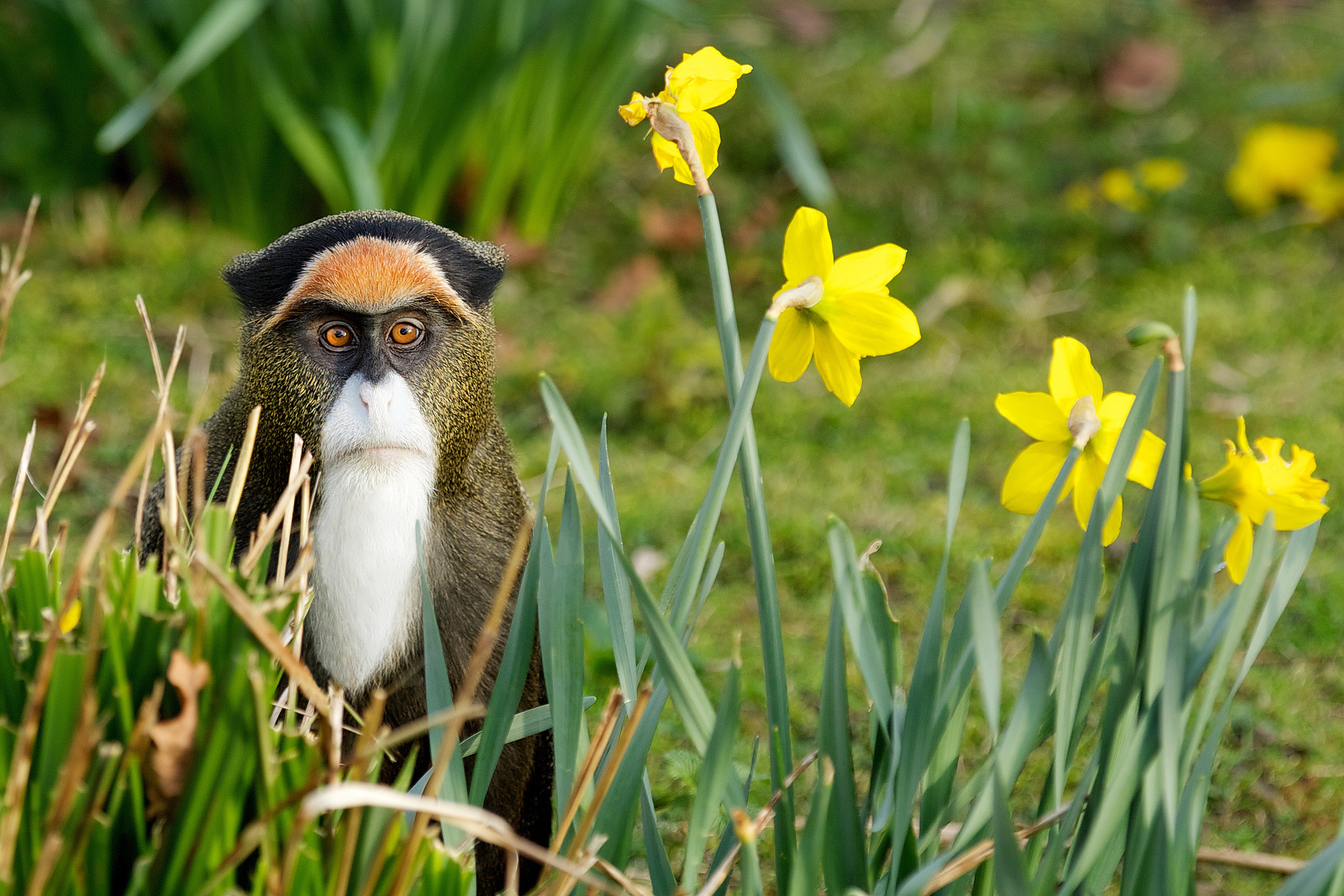 Животные и растительный мир весной. Мартышка Бразза в дикой природе. Природа и животные. Лето животные.