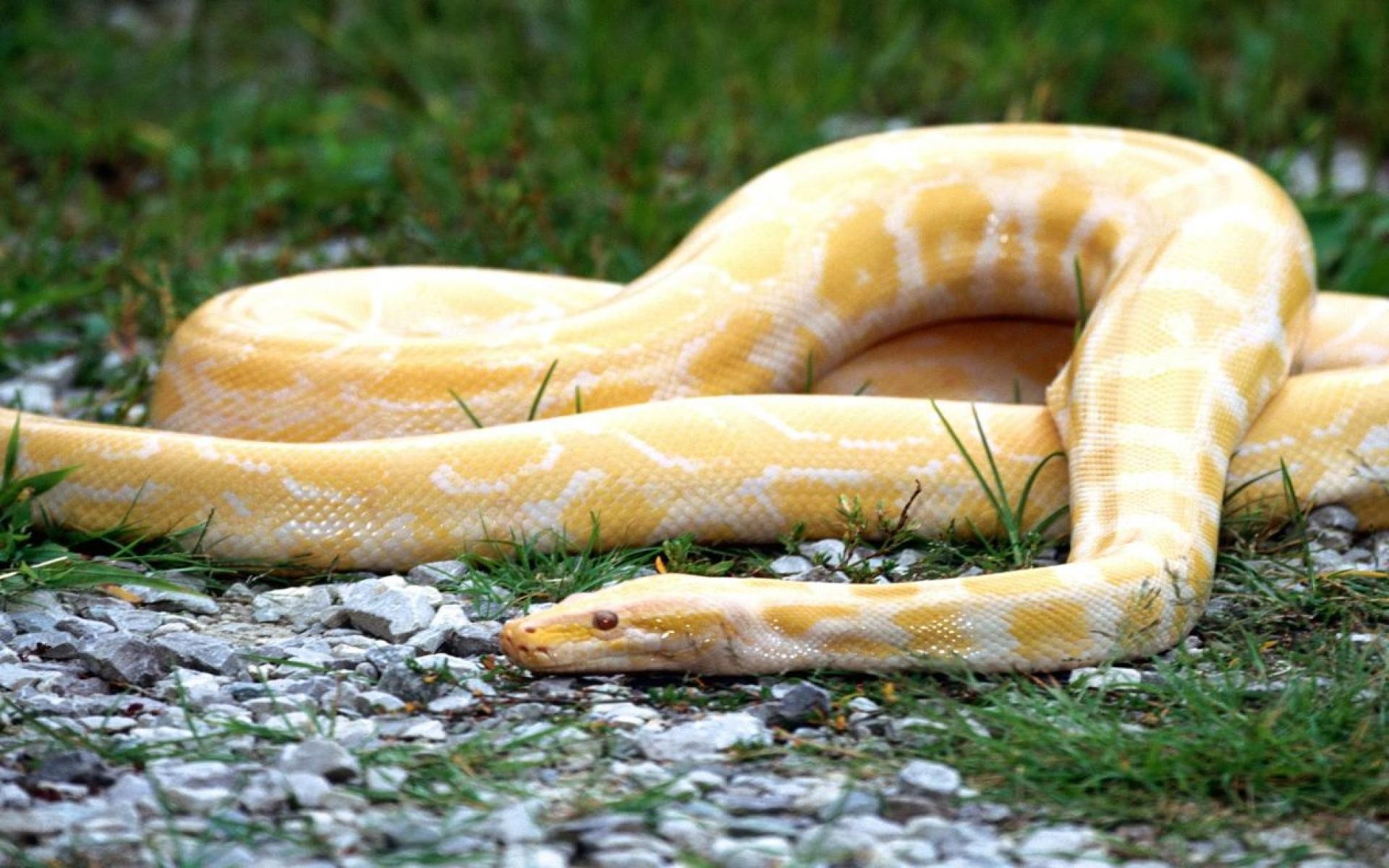 Змеи беременной женщине к чему. Тигровый питон альбинос. Змея тигровый питон. Тигровый питон желтый. Белый тигровый питон.