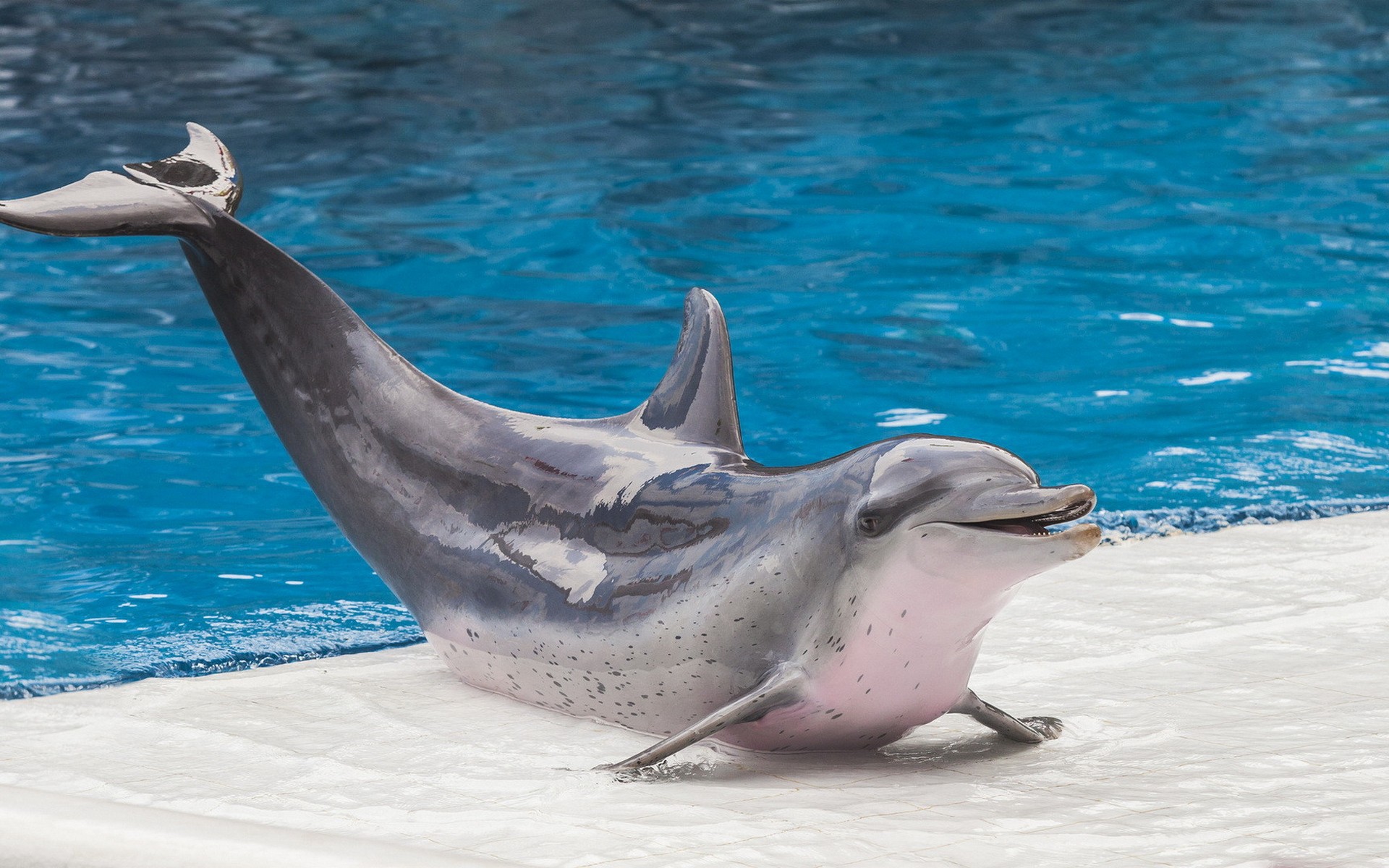 Дельфин млекопитающее