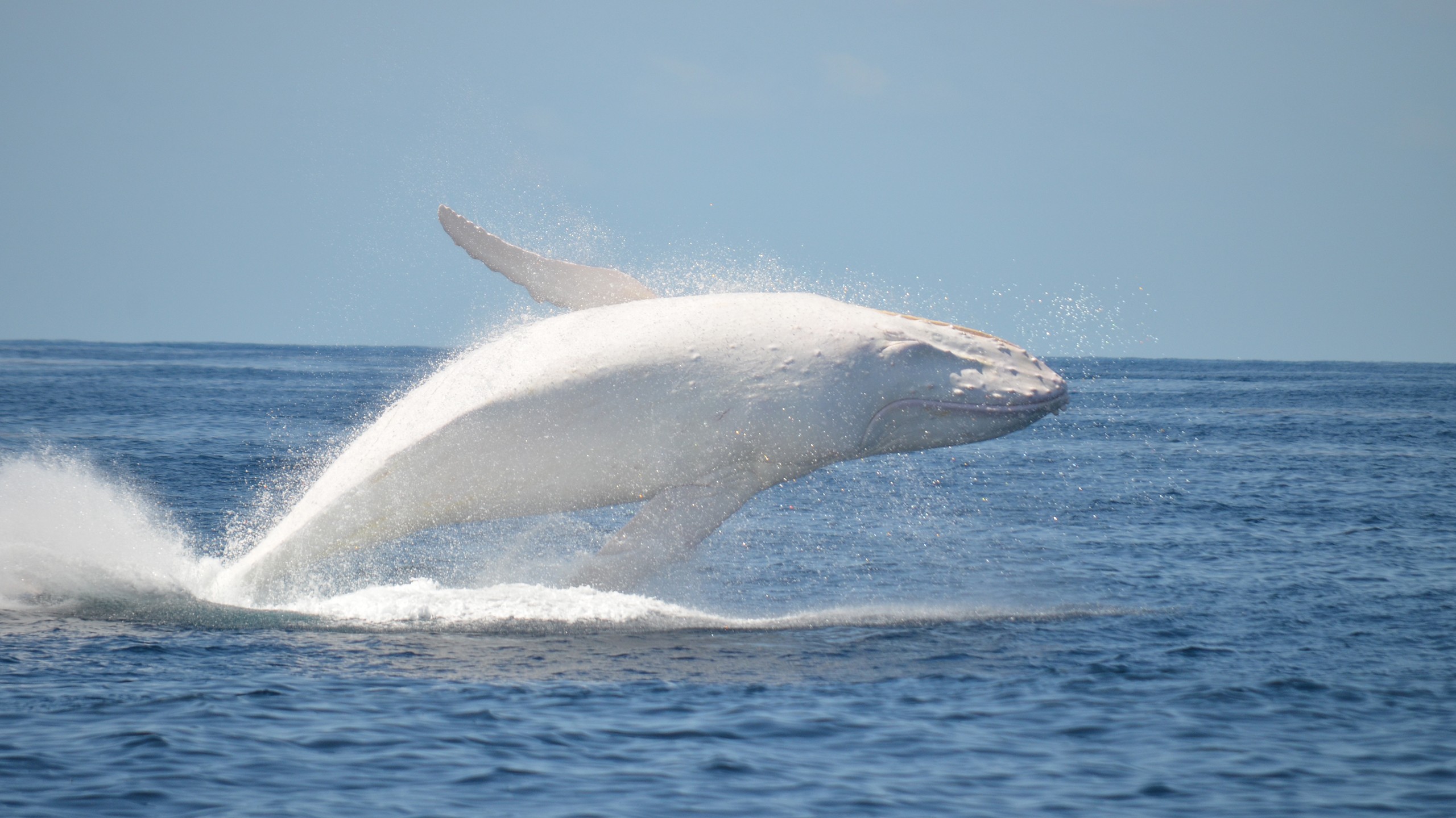киты белого моря