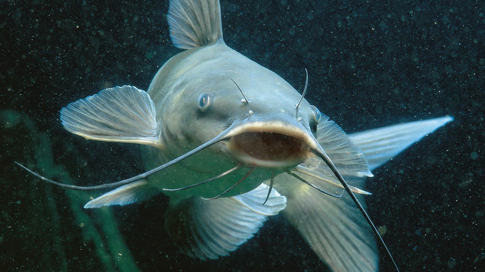 Амурская рыба сом