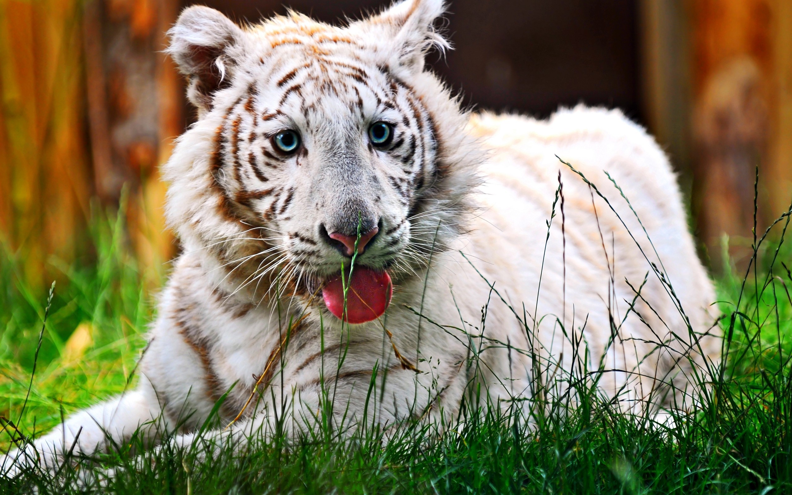 Белый тигр 1995