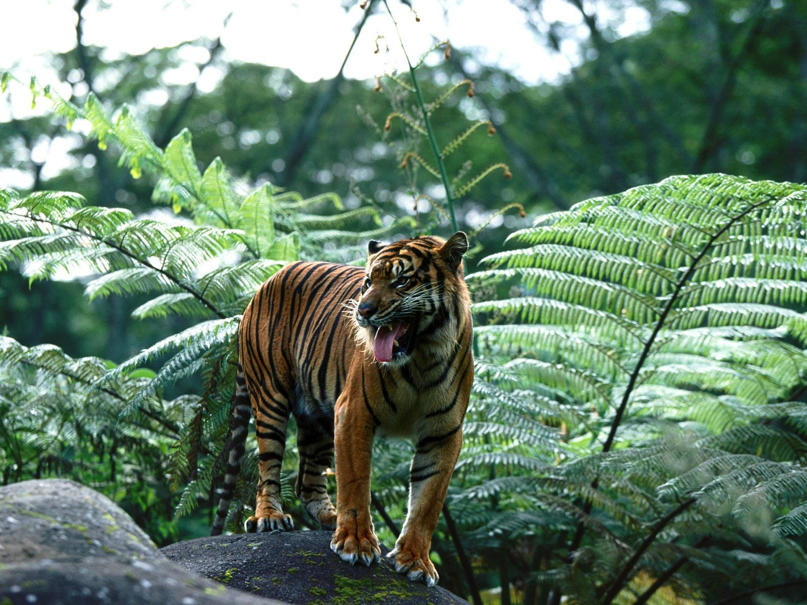 Тигр в Индии