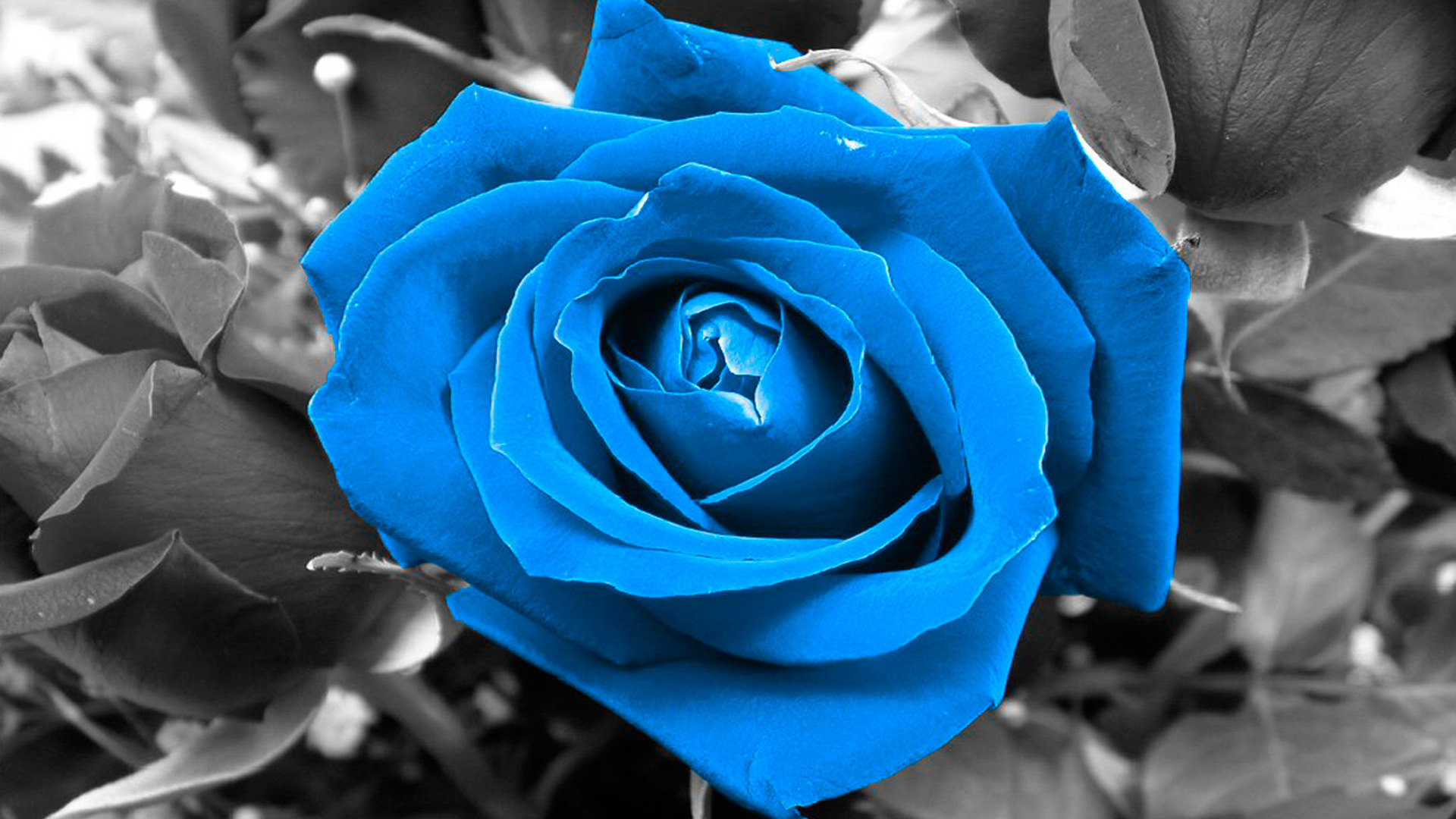 Фото синяя роза на черном фоне