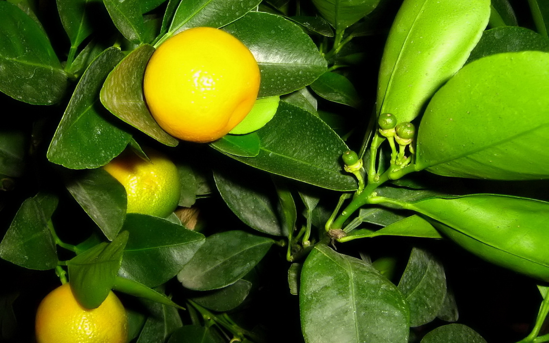 комнатный цветок лимонник фото