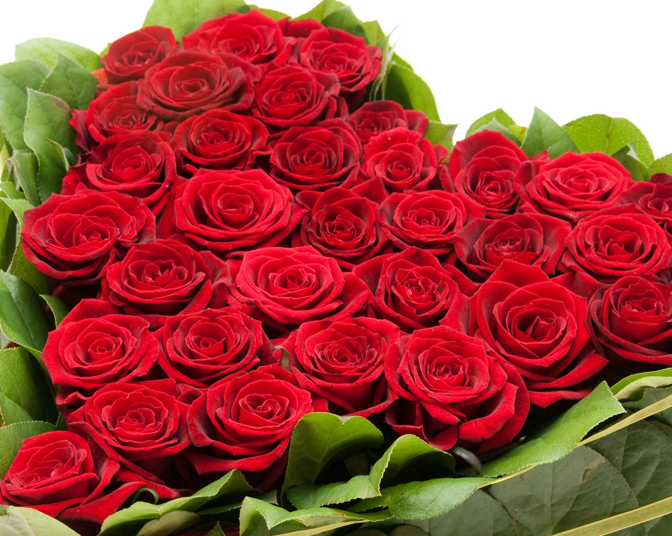 8 mart rasmlari tabriklari. Красивый букет роз. Шикарные цветы. Красивый букет красных роз. Огромный букет.