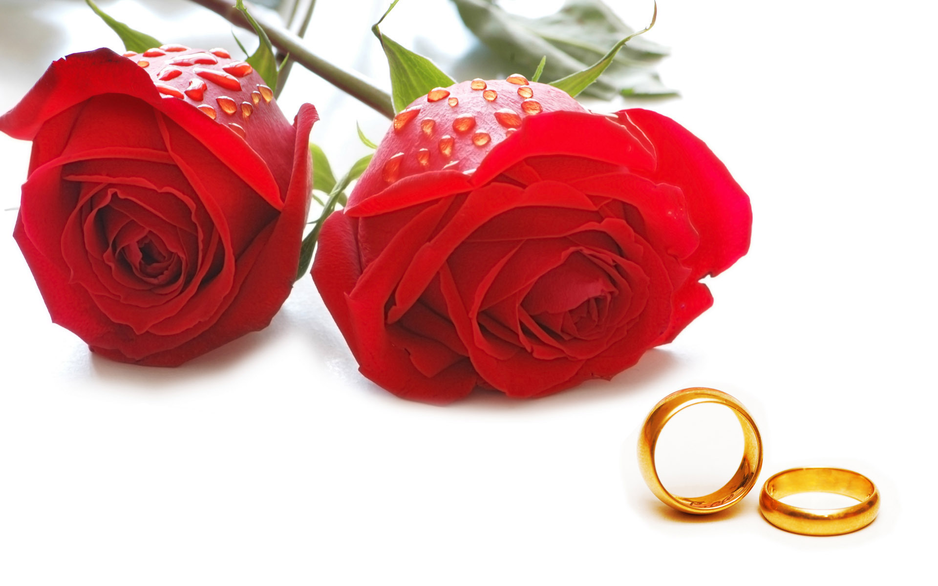 Розы и свадебные кольца