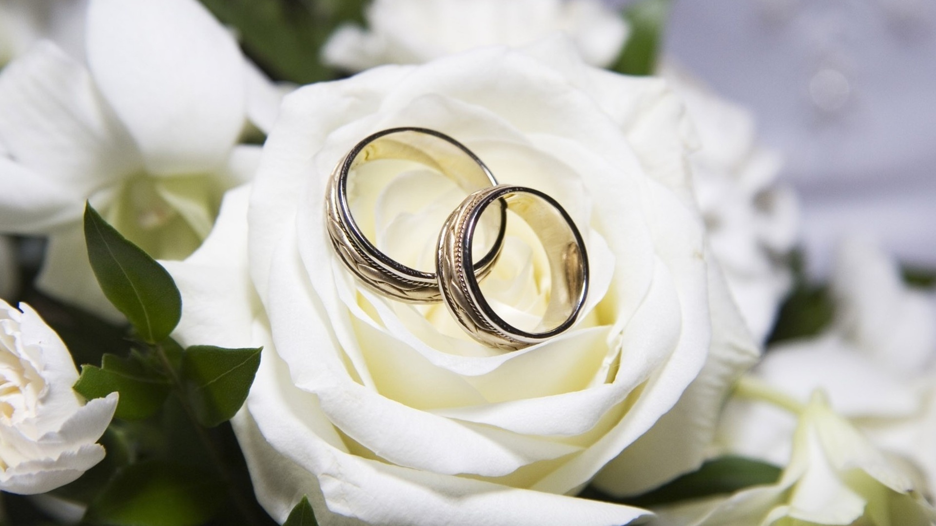 Обручальные кольца на фоне роз