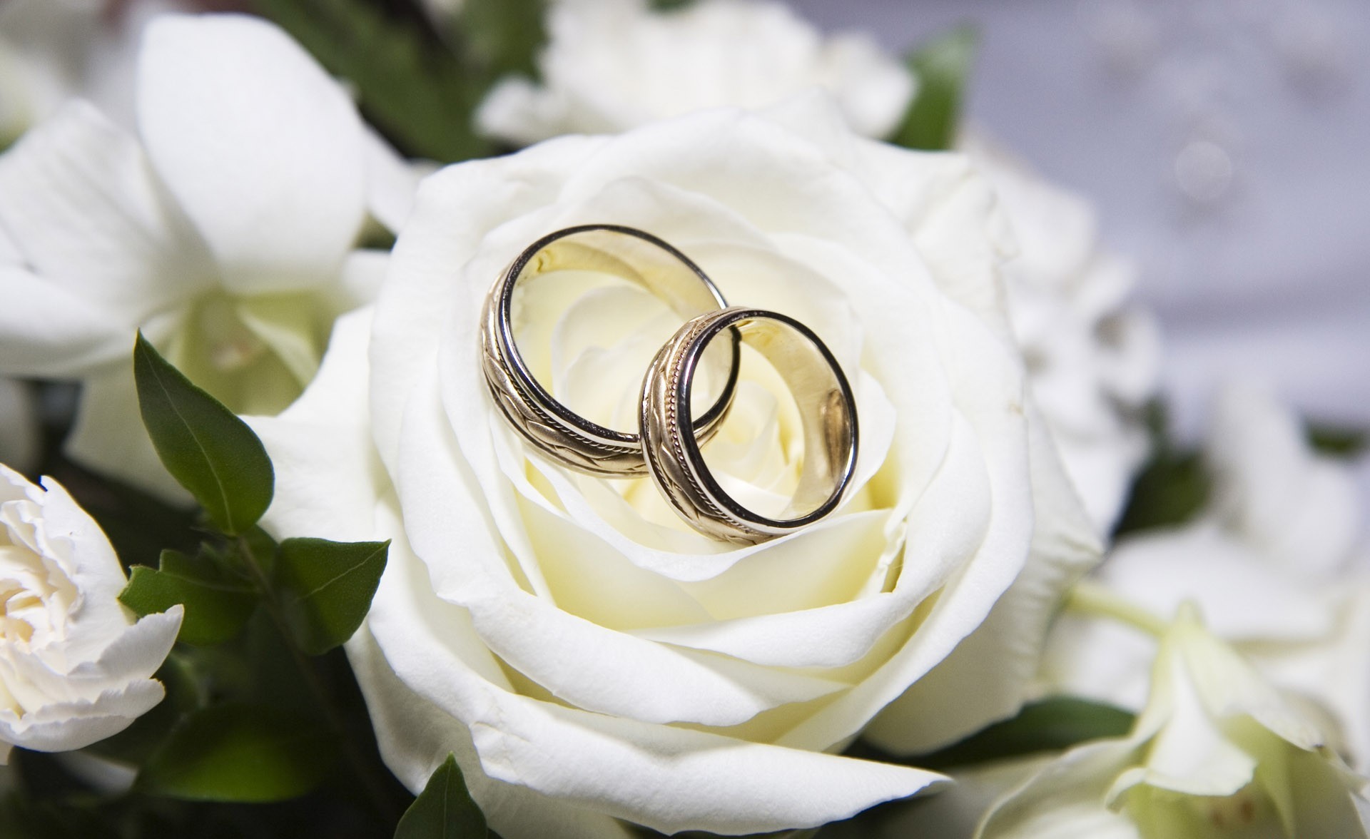 Обручальные кольца на фоне роз