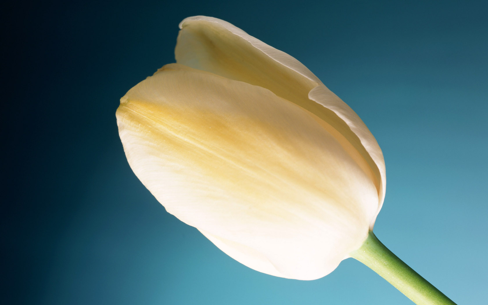 Cream perfection тюльпан