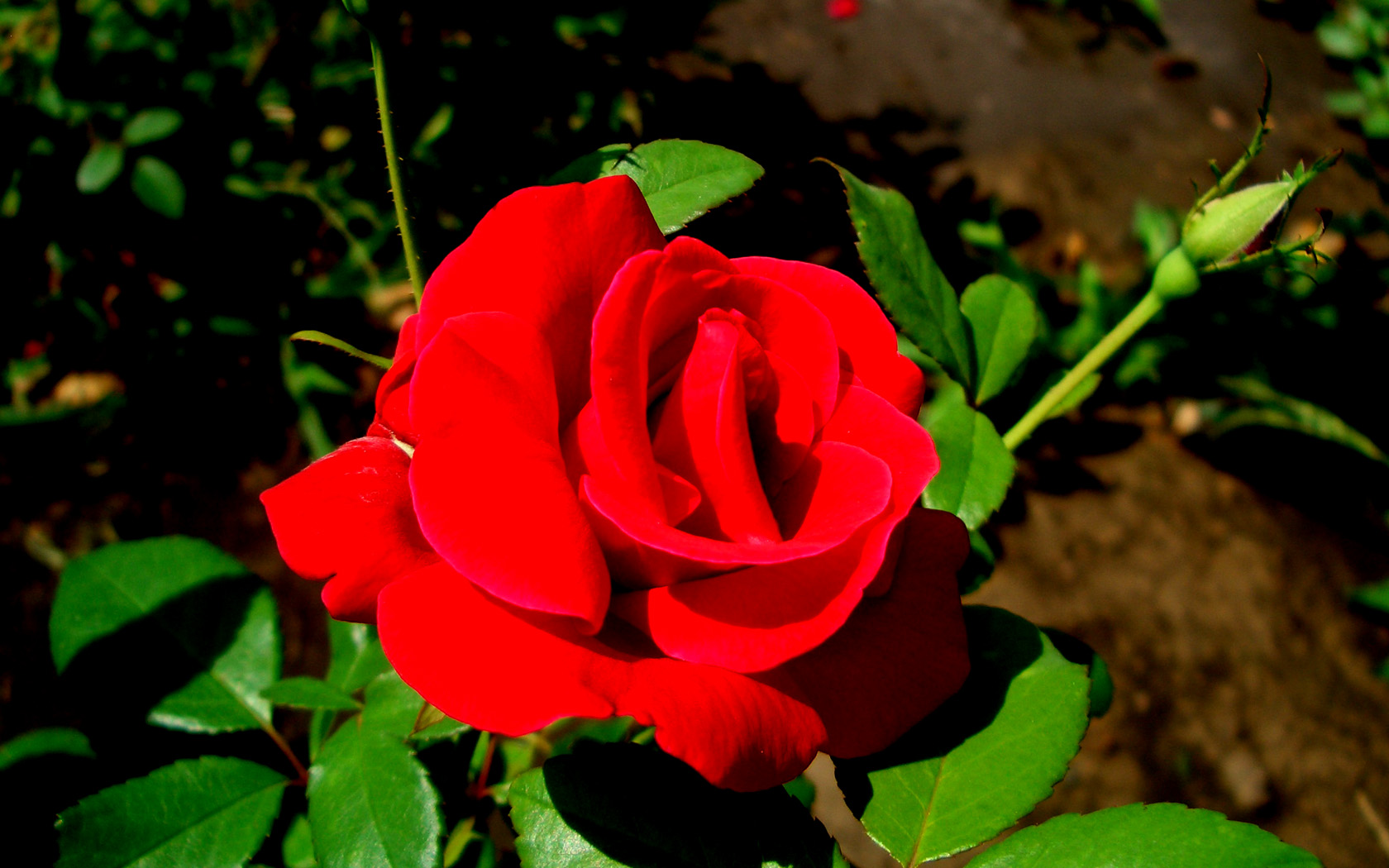 Роза спаркл фото и описание