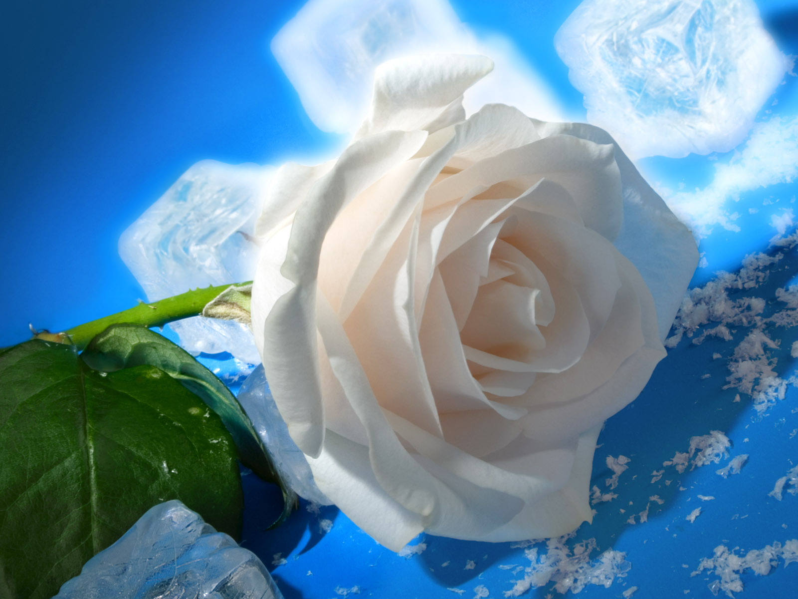 Я хочу туда где правят белые розы. Красивые белые розы. Белые розы на голубом фоне. Открытки с цветами красивые. Нежные розы.