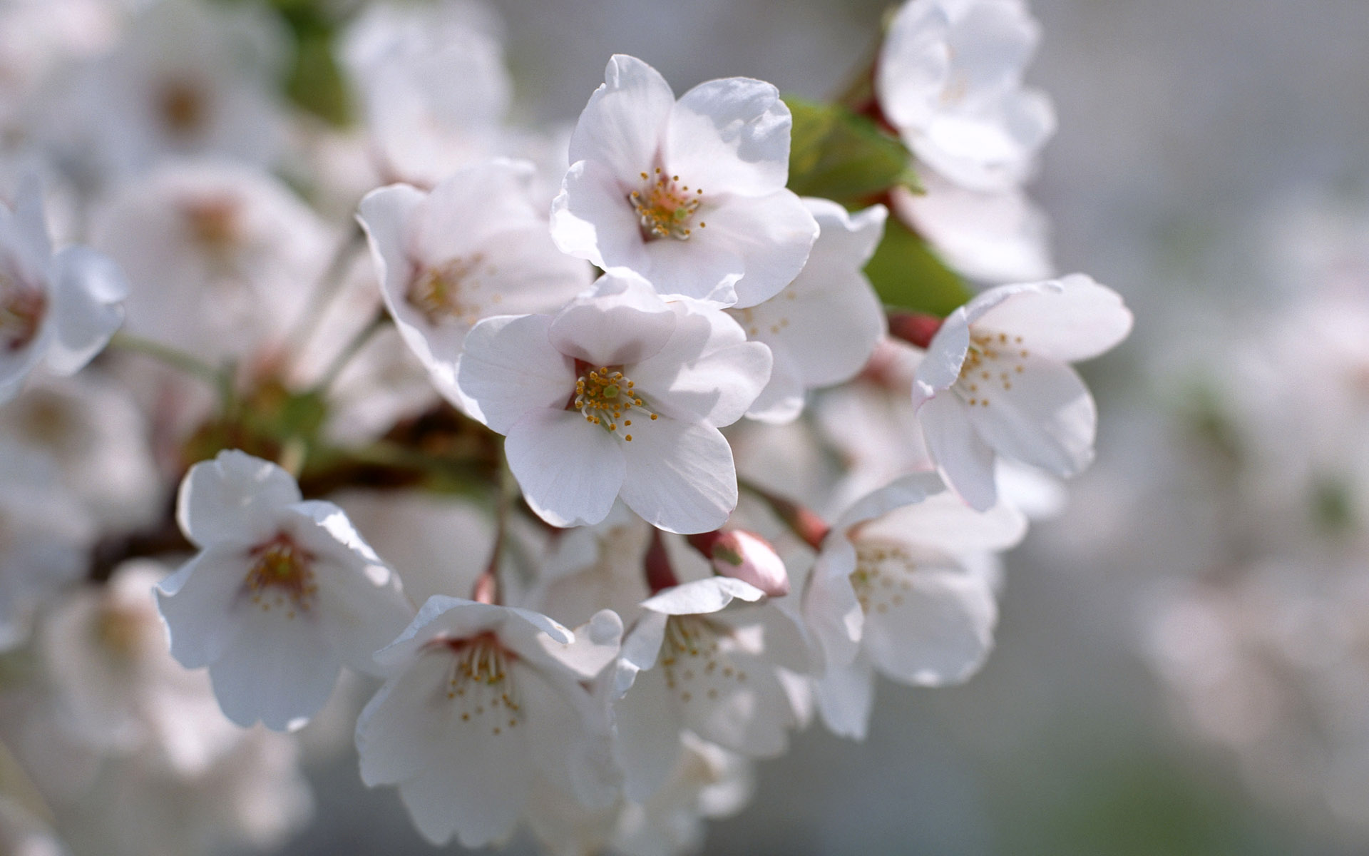 Am flowers. Весенние беленькие цветочки. Белый цвет в природе. Белые весенние цветочки. Белые цветы Весна.