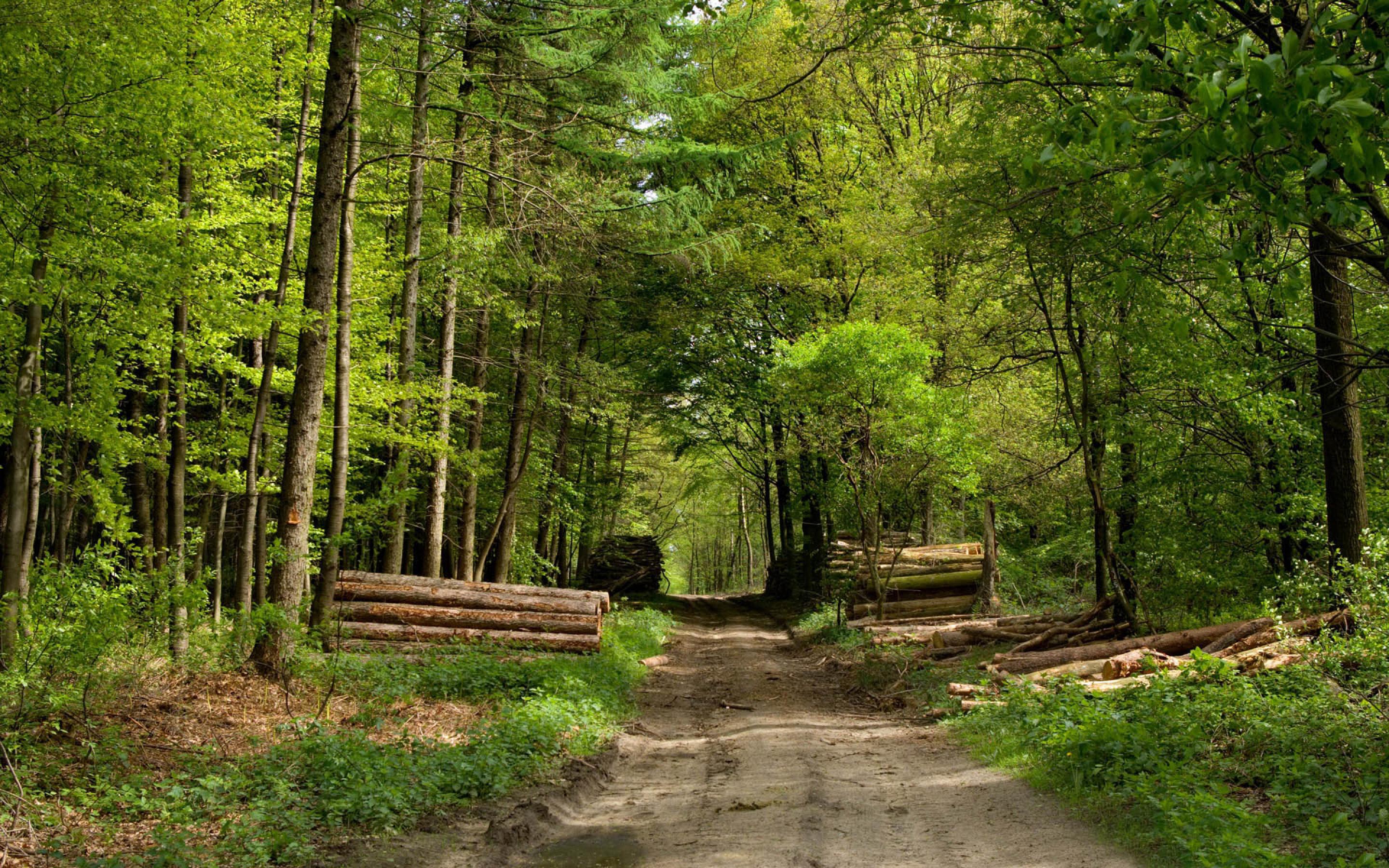 Forrest. Дорога в лесу. Лесная дорога. Обои лес. Обои на рабочий стол лес.