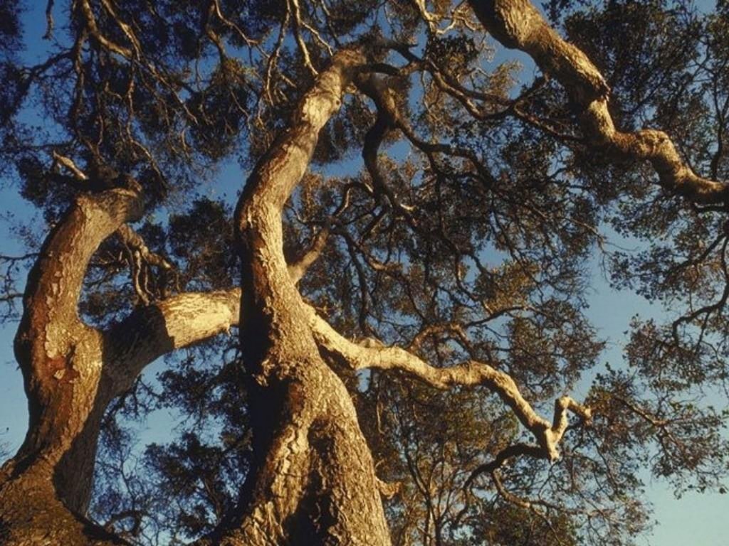 Best trees. Величественное дерево. Живой дуб. Хау дерево. Вечнозеленых дубы в Калифорнии.