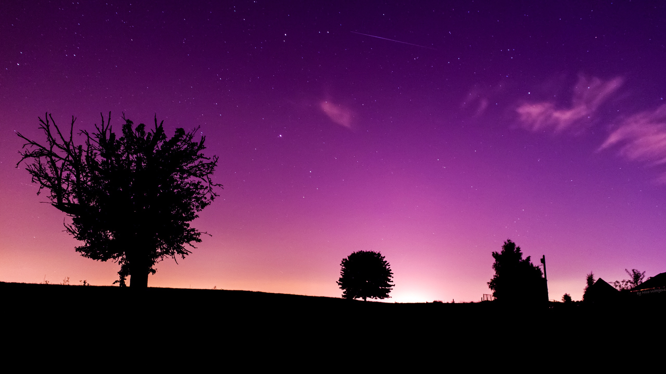 Фиолетовое небо дерево