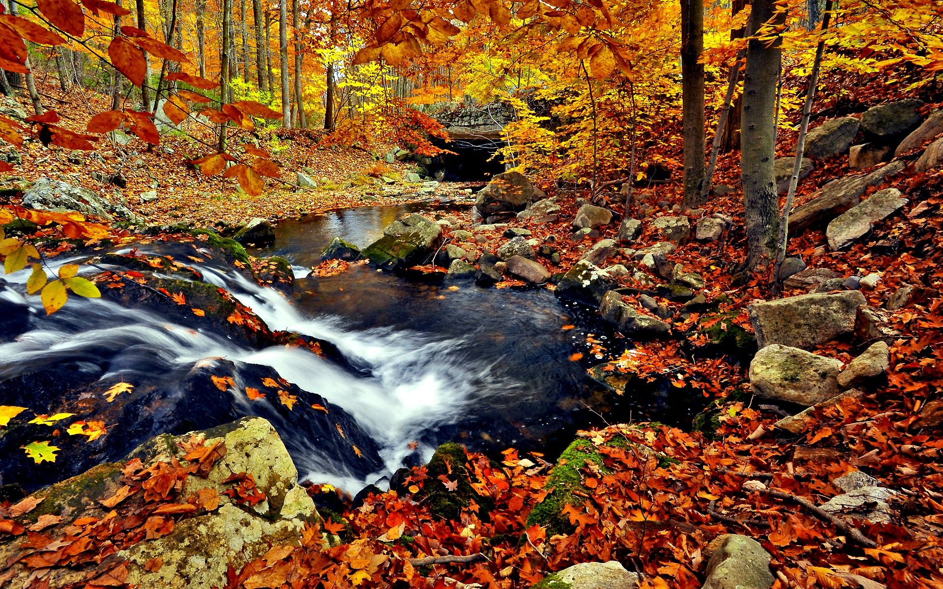 Осень лес ручей