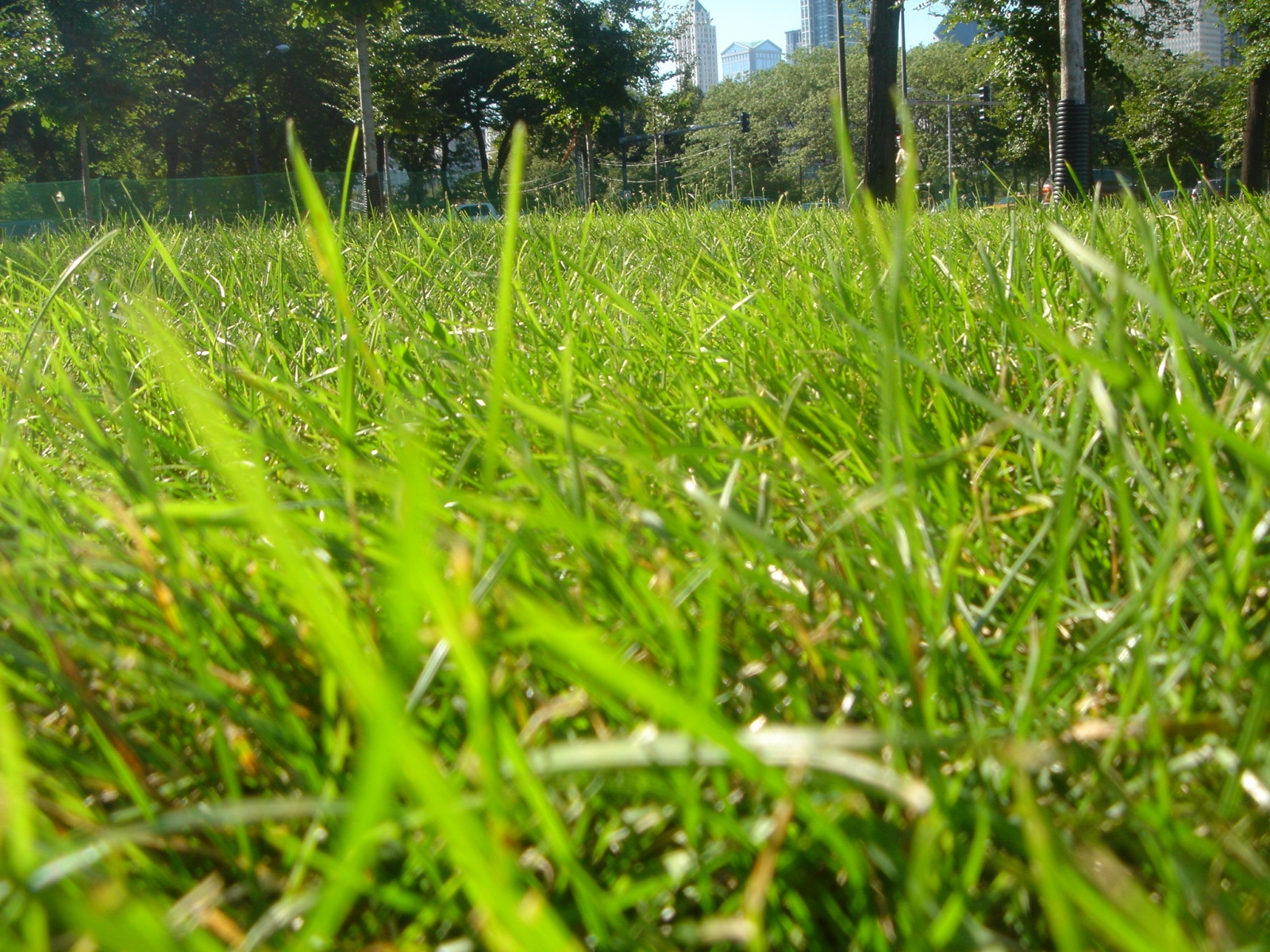 газон в парке