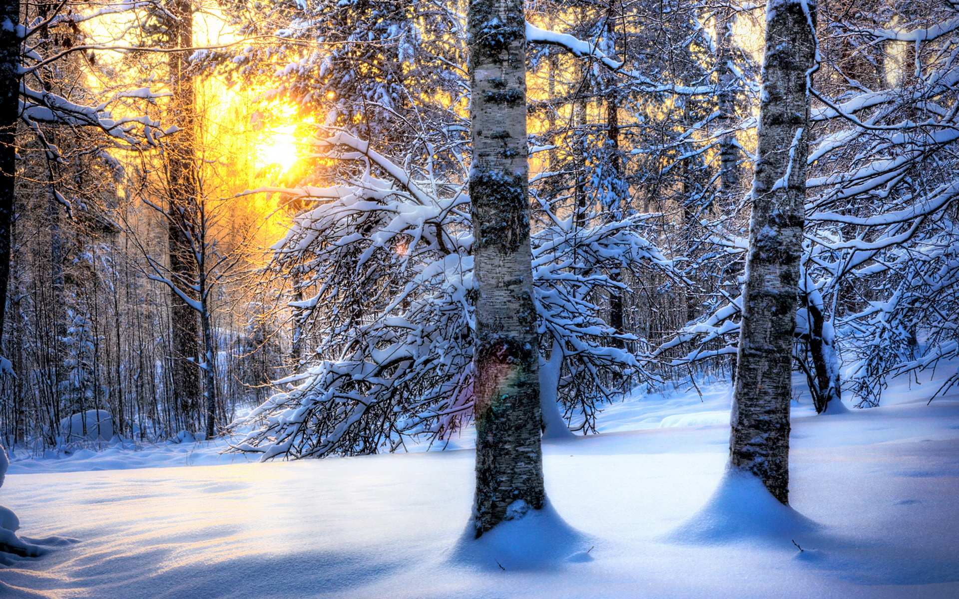 красивые картинки зима лес