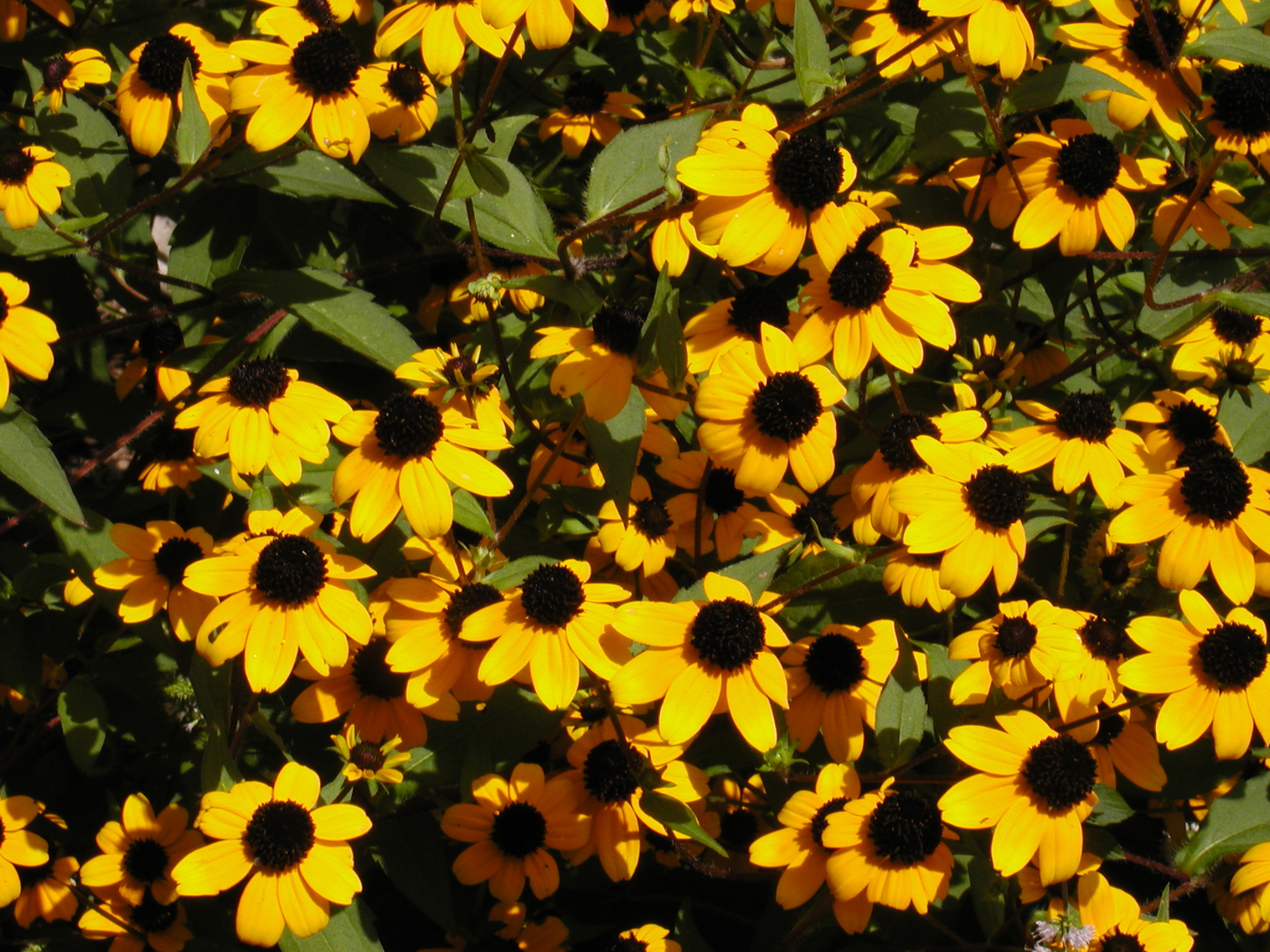 Рудбекия Rudbeckia triloba