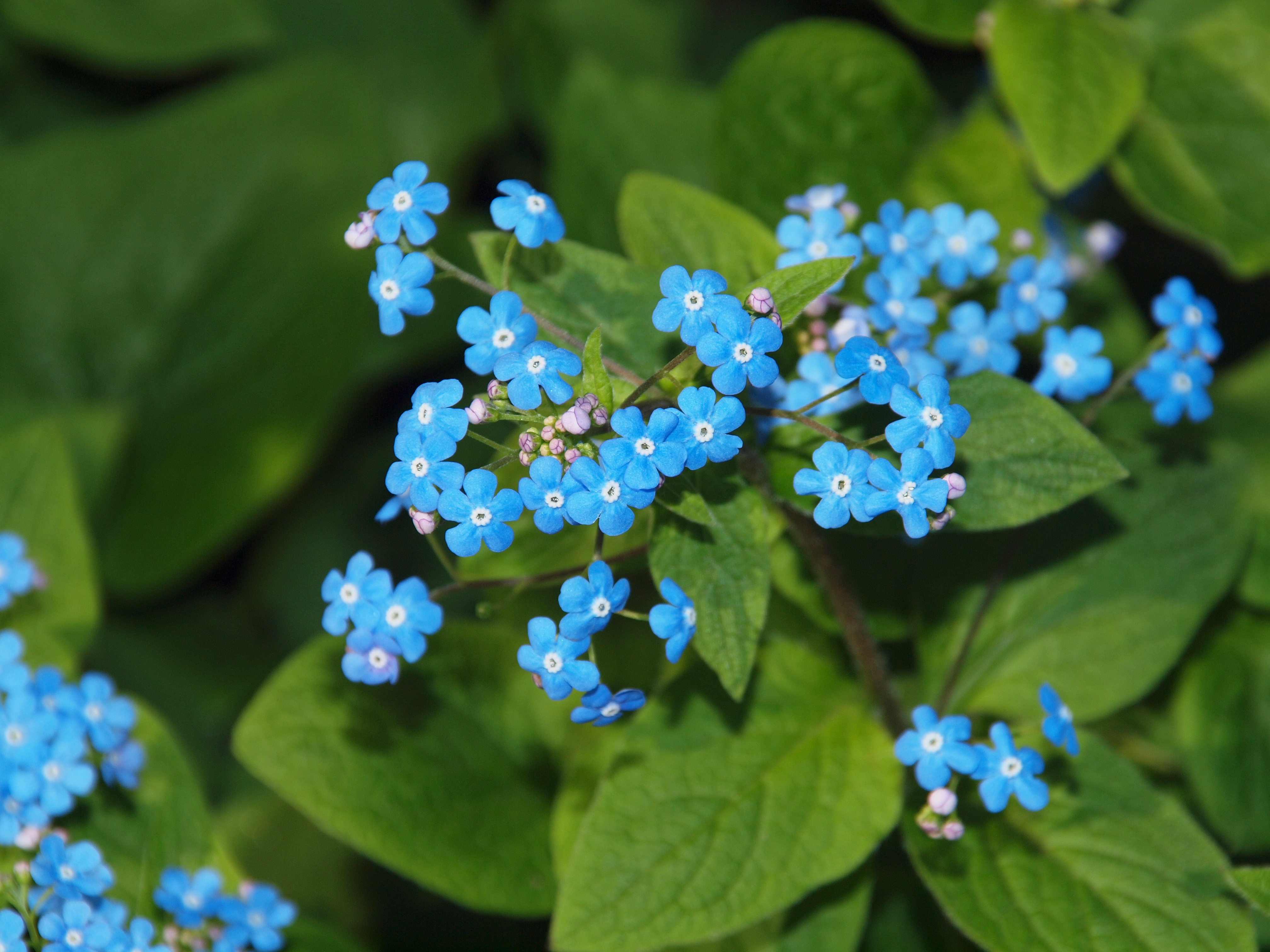 Мелкие синие цветочки название фото с мелкими листиками
