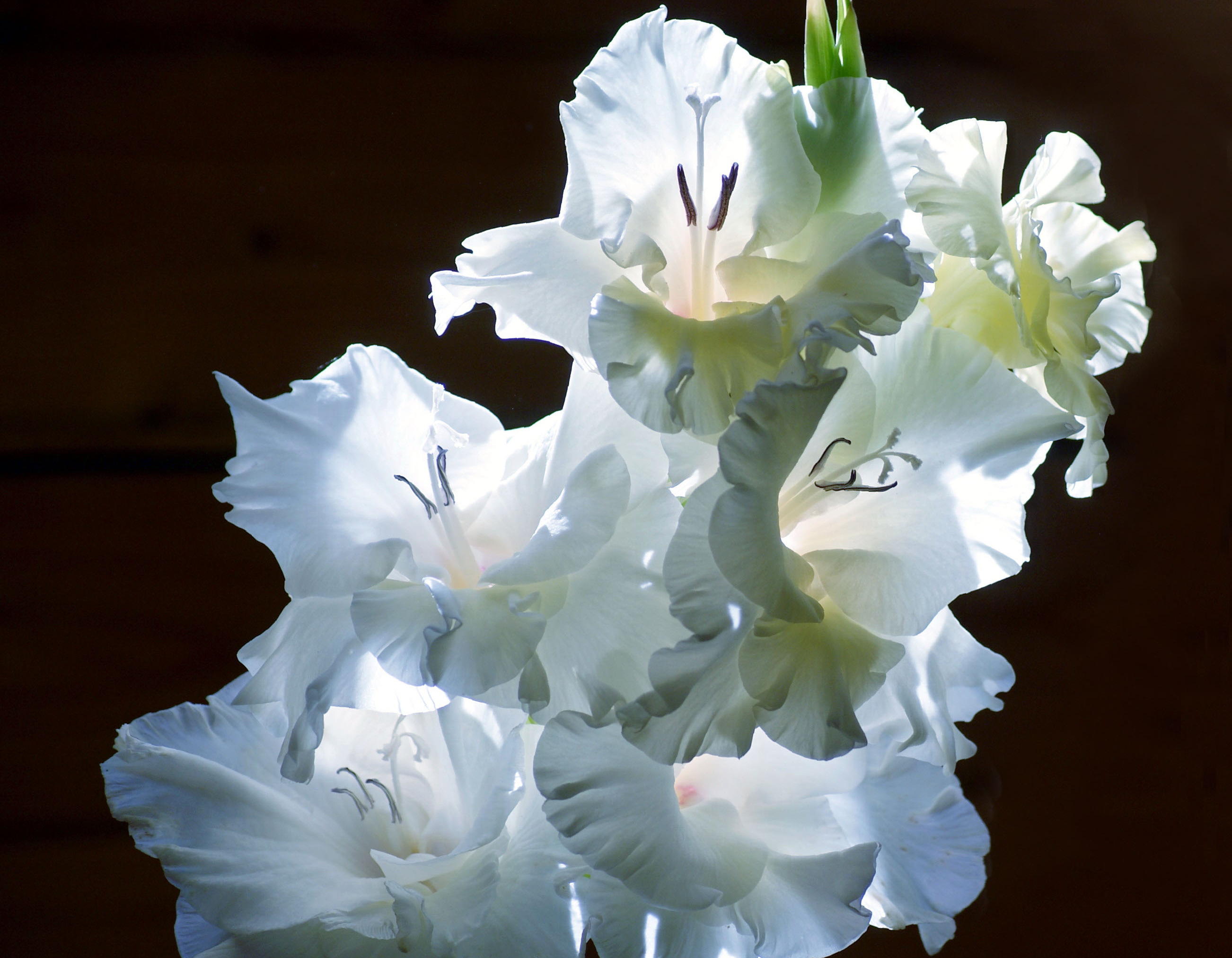 Цветы гладиолусы белые