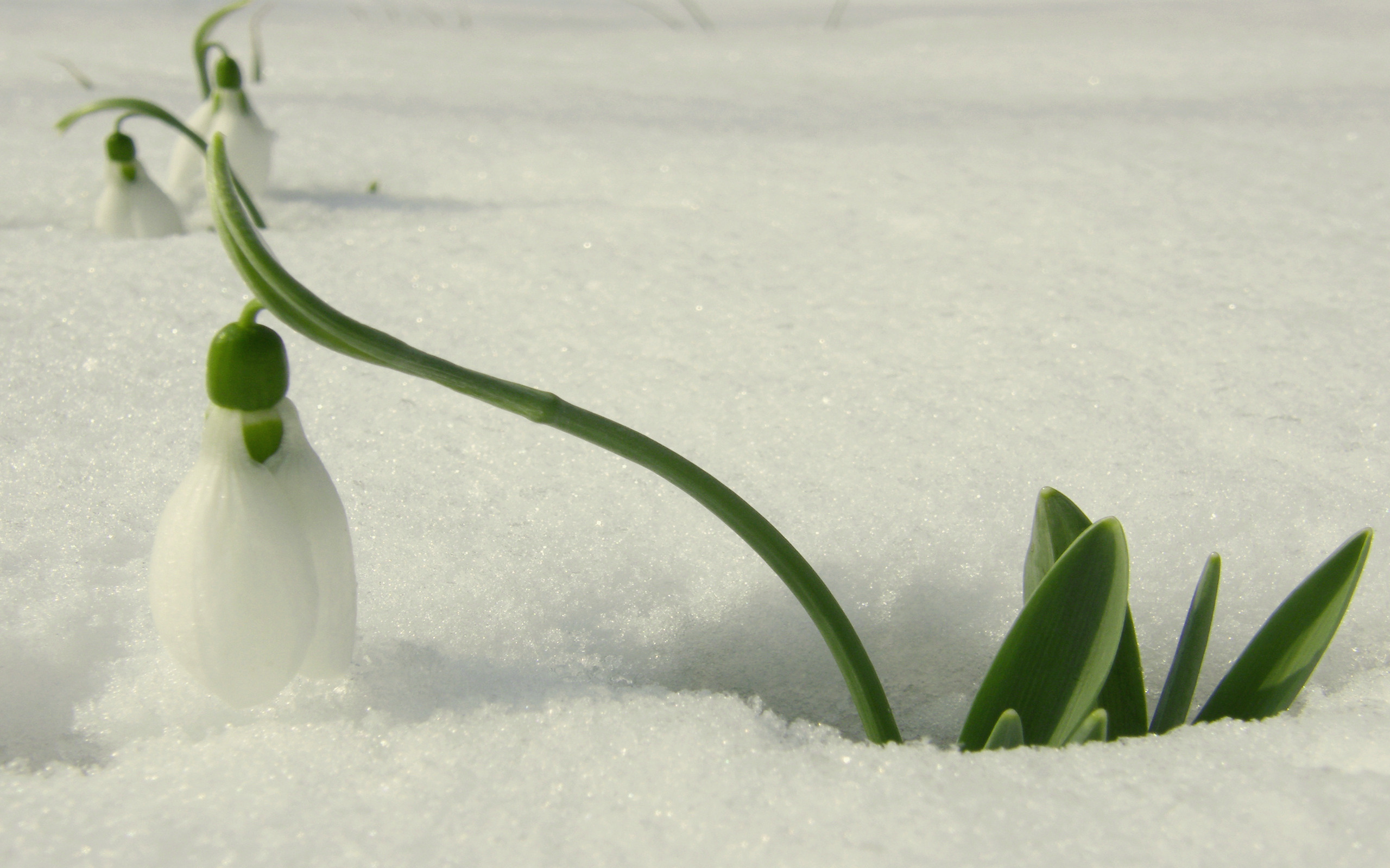 Весенний снежок. Подснежник Галантус голубой. «Нежные подснежники» (Лыкова, с.170). Галантус белоснежный. Белоцветник весенний в снегу.