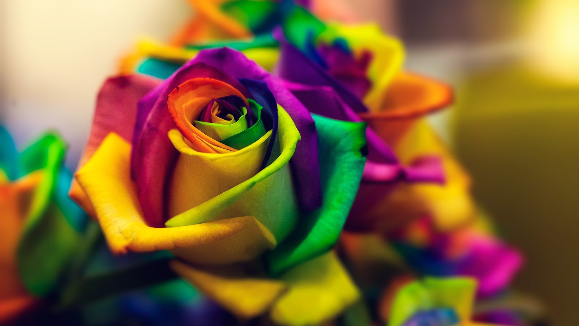 Яркое цветы чувства. Радужные цветы. Разноцветные розы. Яркие разноцветные цветы.