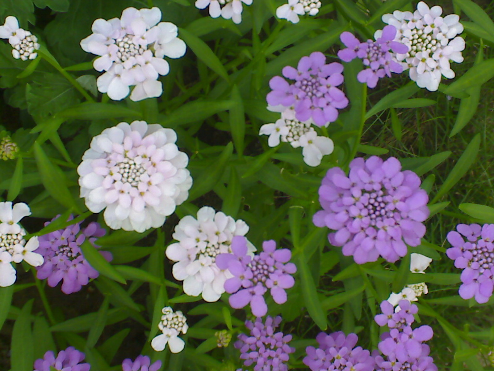 Иберис цветок фото на клумбе