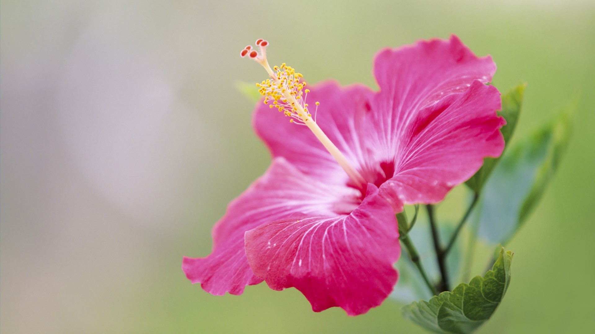 Гибискус Fringed Pink