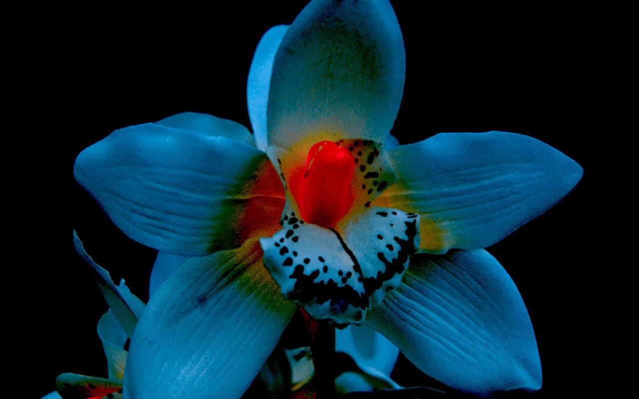 Орхидея Ледяная