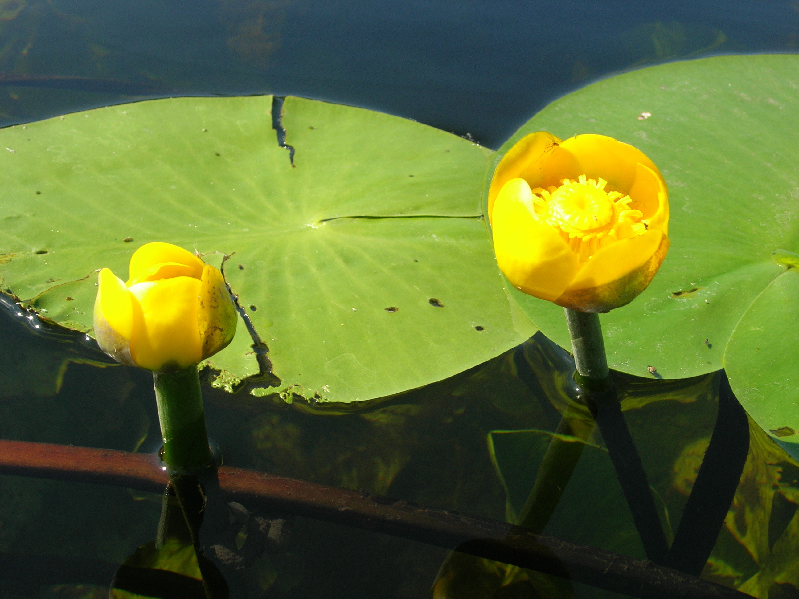 Какие растения растут на свету. Кувшинка желтая кубышка. Кубышка желтая (Nuphar lutea). Кувшинка белая и кубышка желтая. Кубышка жёлтая водная Лилия.