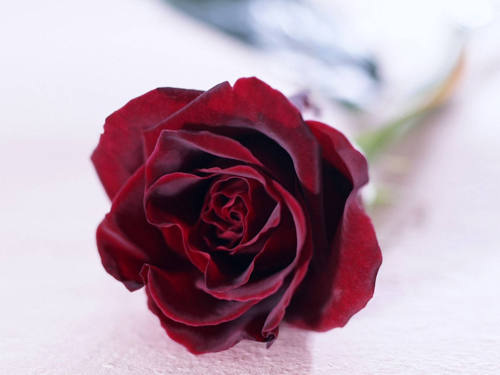 Розы бордовые бархатные букет