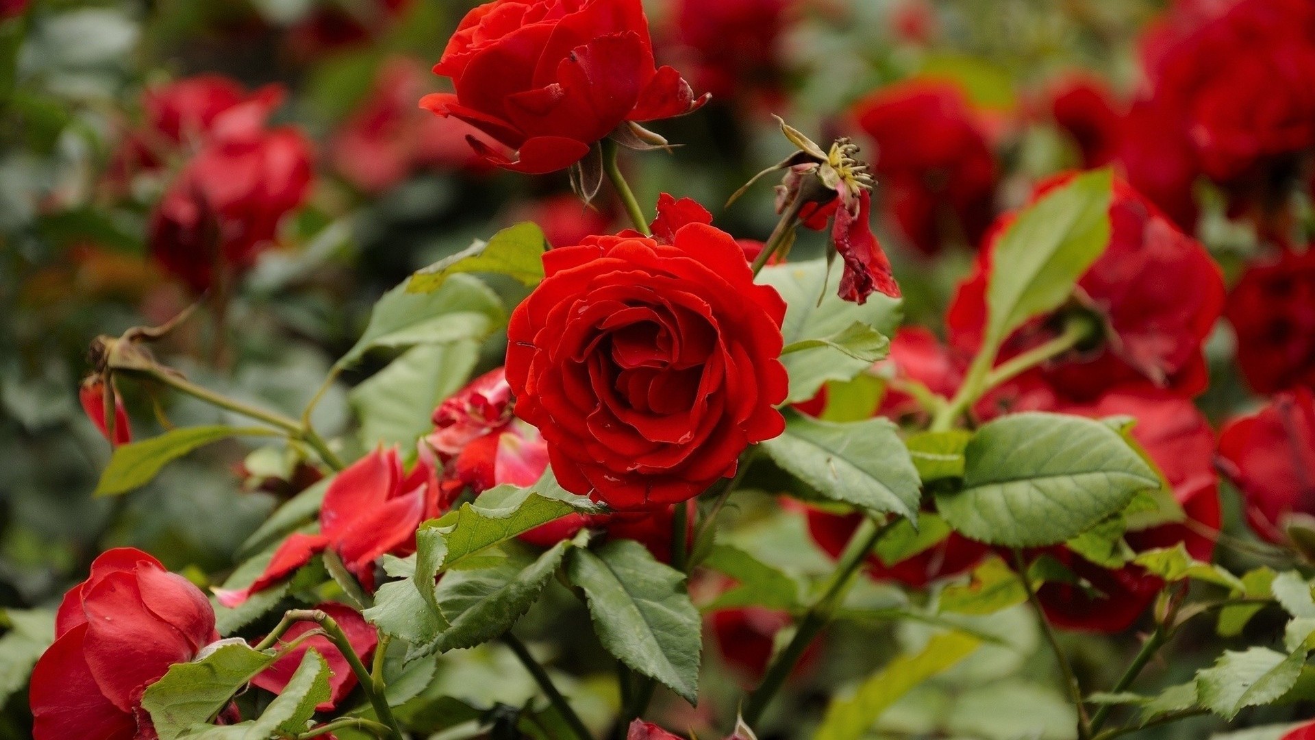 Красные Цветы В Саду