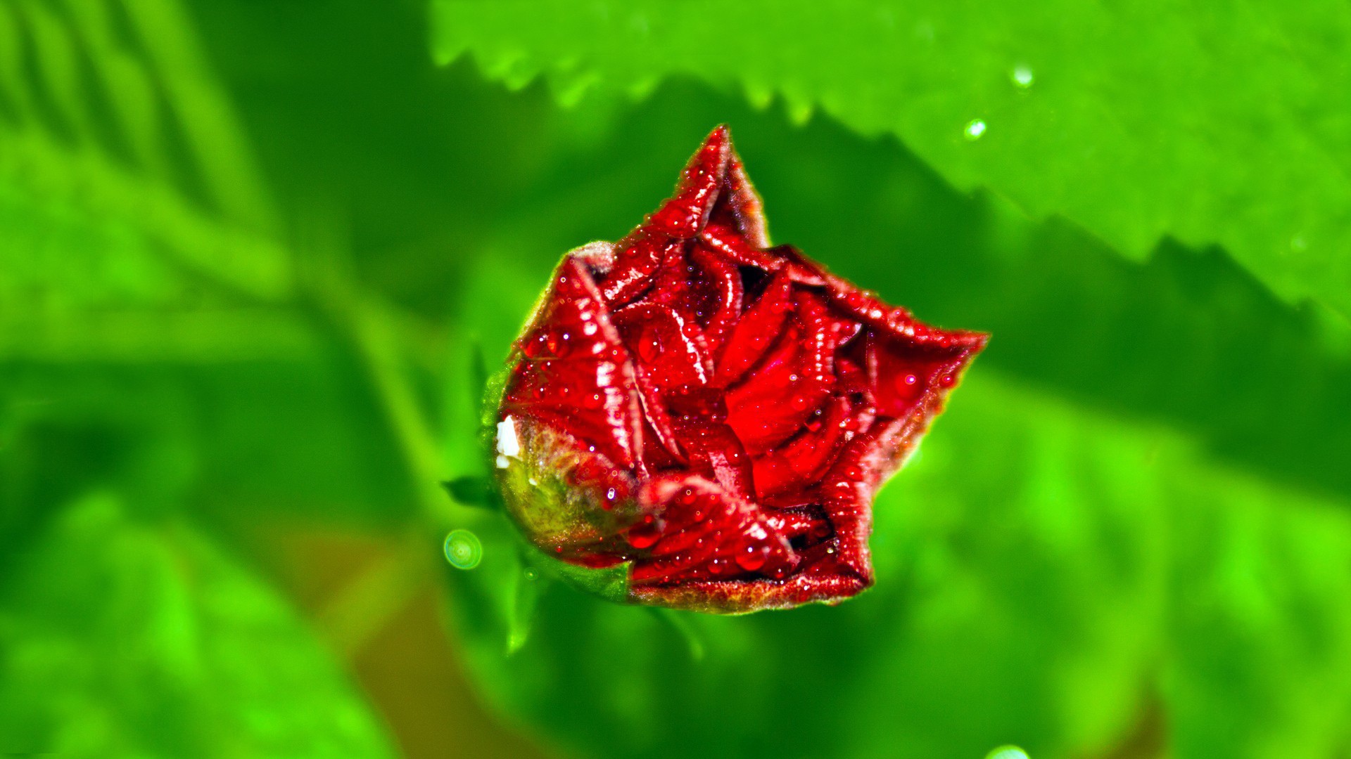 Красный цветок на зеленом фоне