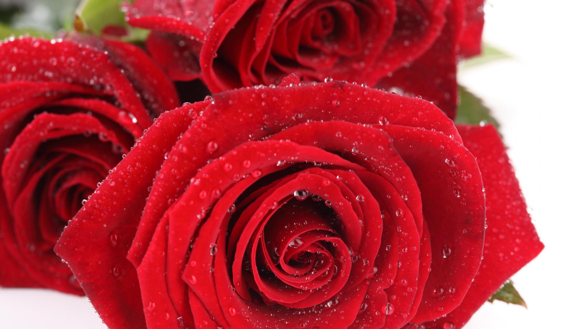 Роз оо. Красный цветок. Красивые розы. Красные розы. Розы картинки красивые.