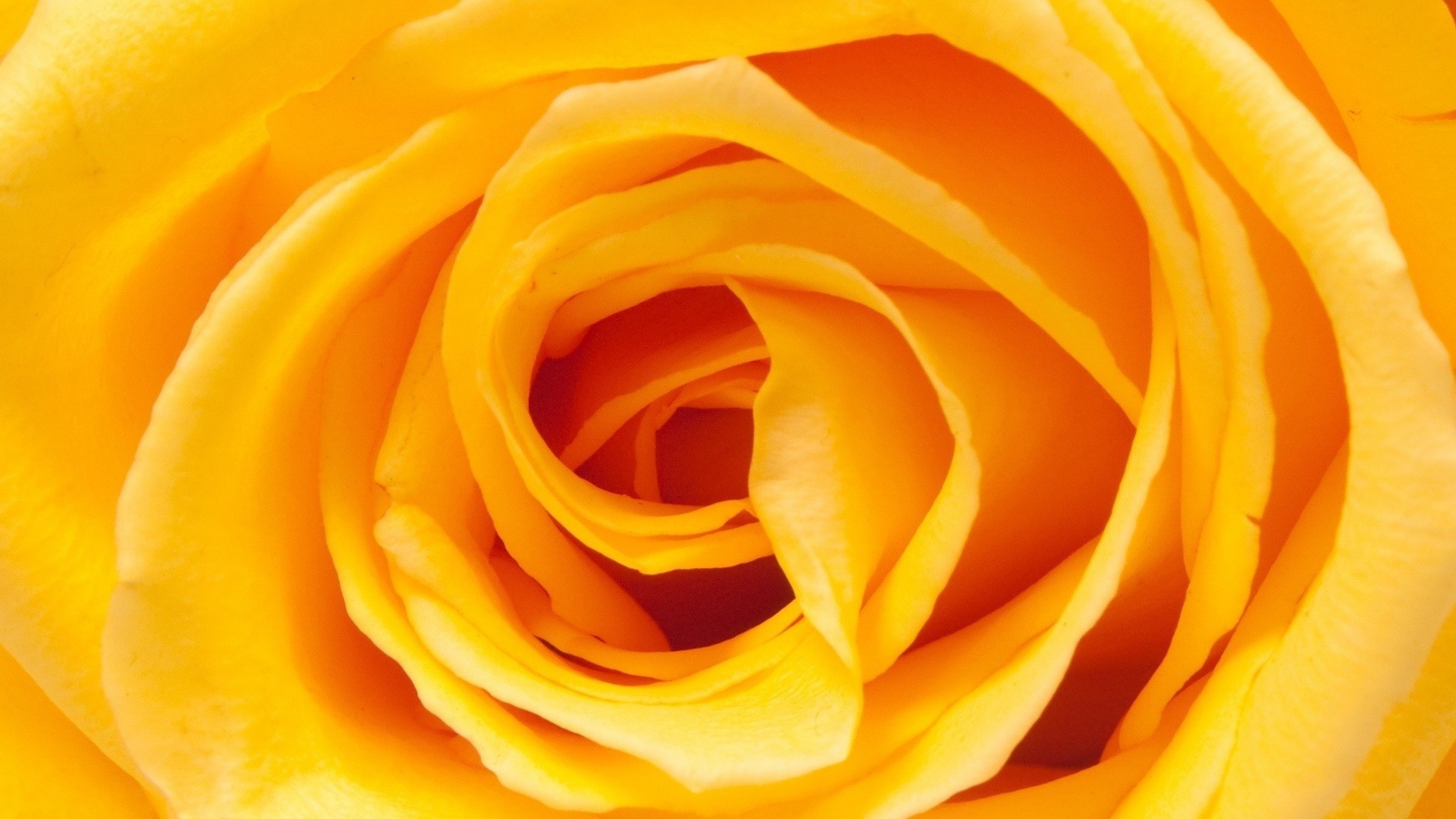 Желтые Розы Обои