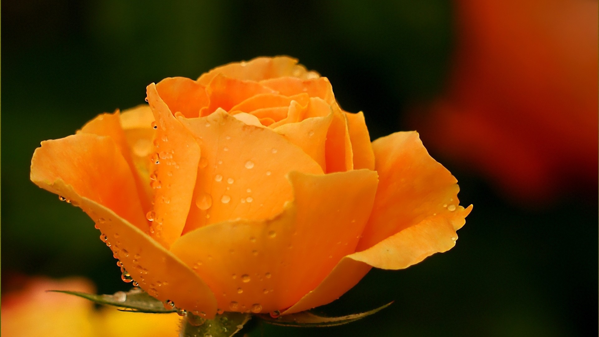 Оранжевая роза в росе