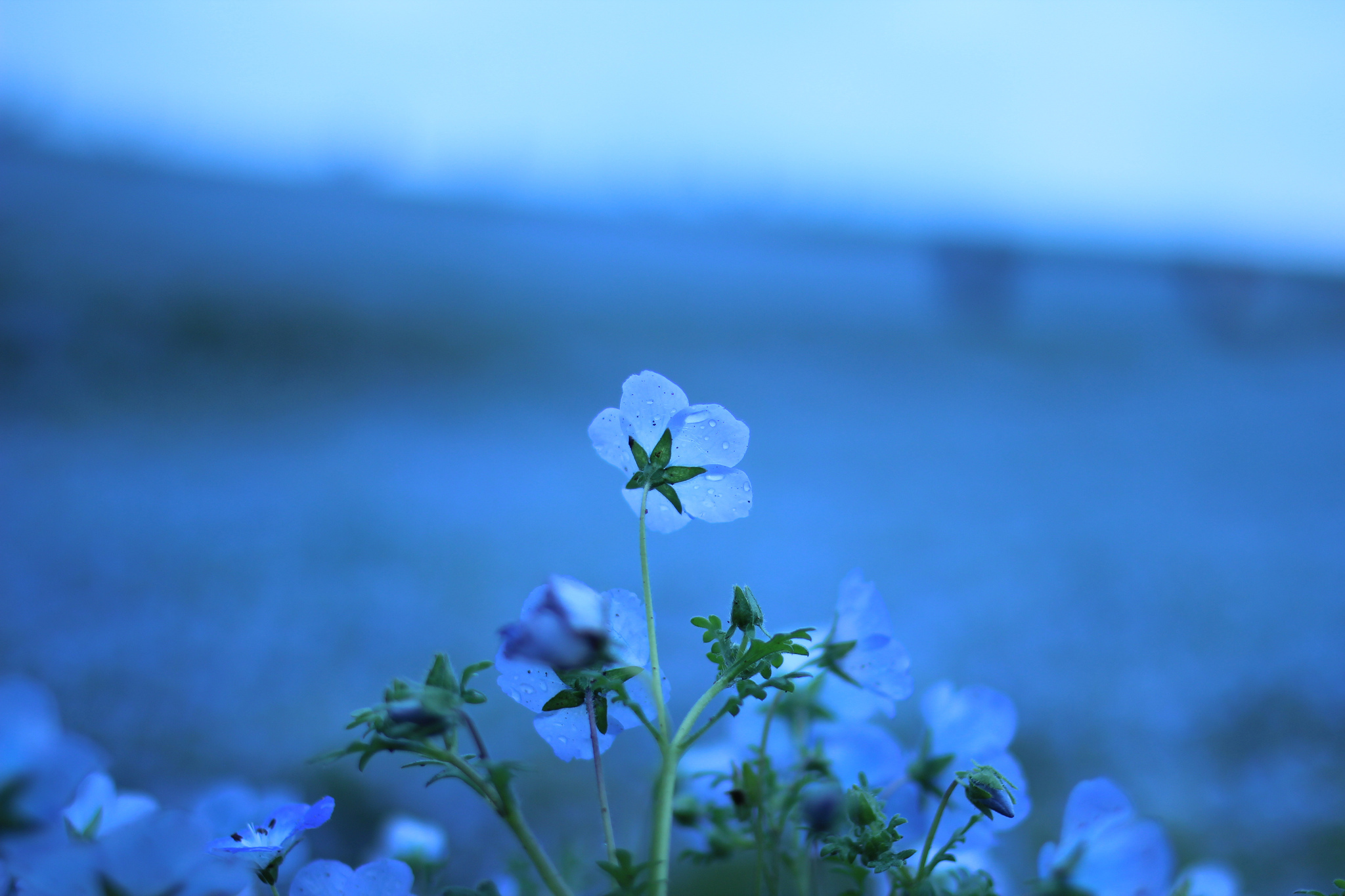 Blue desktop. Голубой цвет в природе. Цветы синее море. Море голубых цветов. Незабудковый цвет.