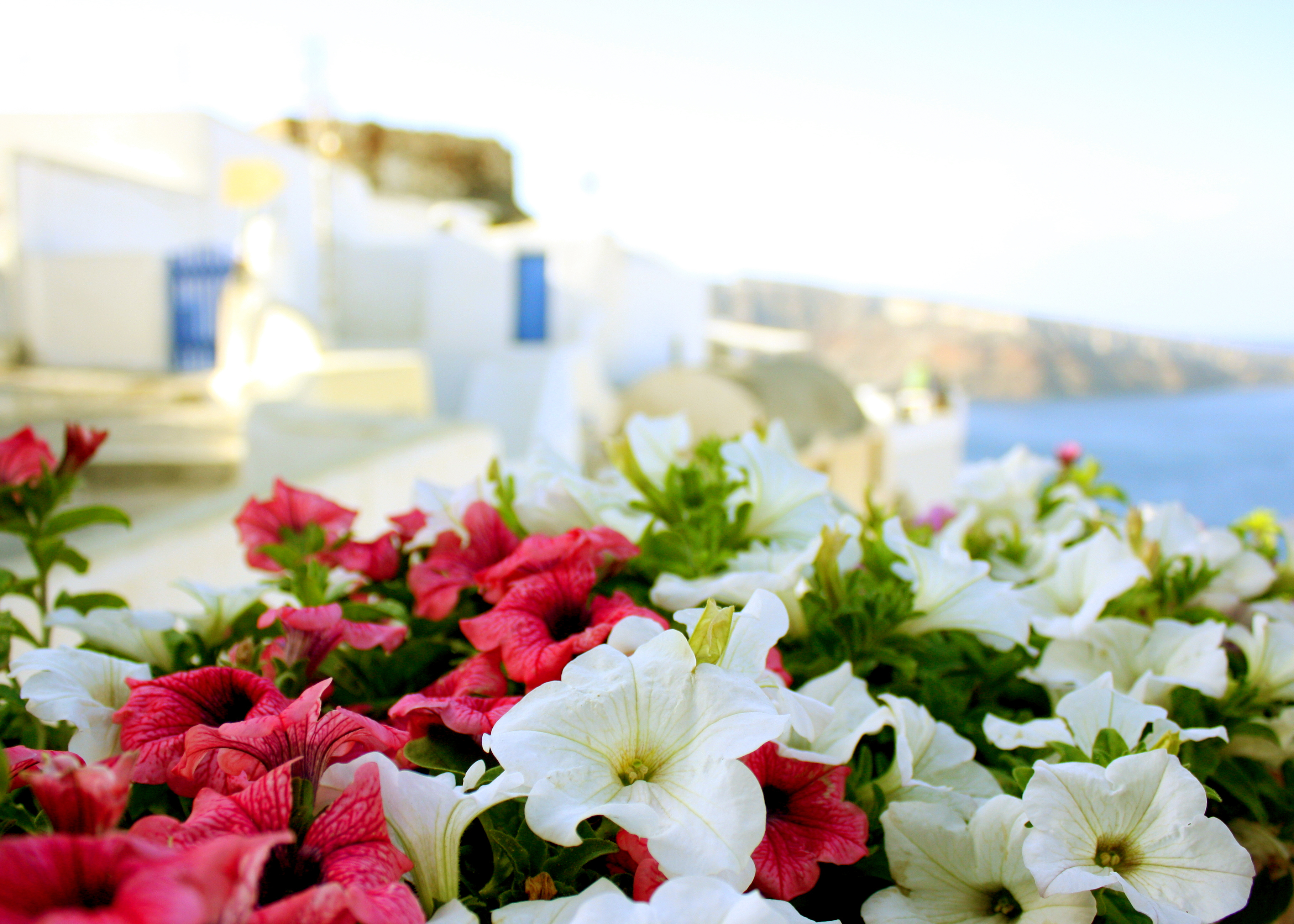 More flowers. Бодрум петуния. Петуния Summer Sun. Греция цветы море Санторини. Море цветов.