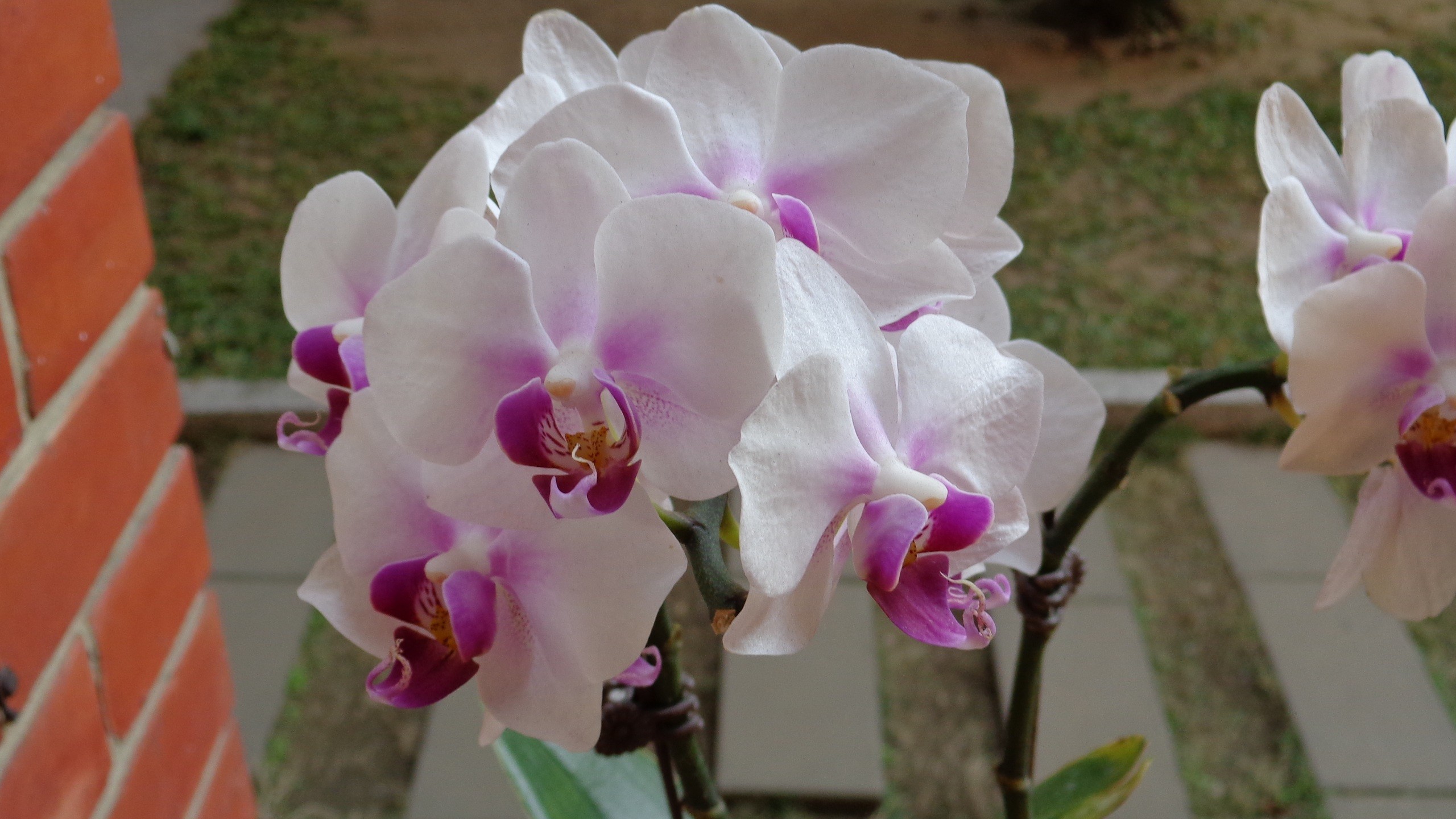 Орхидея белая с розовой серединкой название фото
