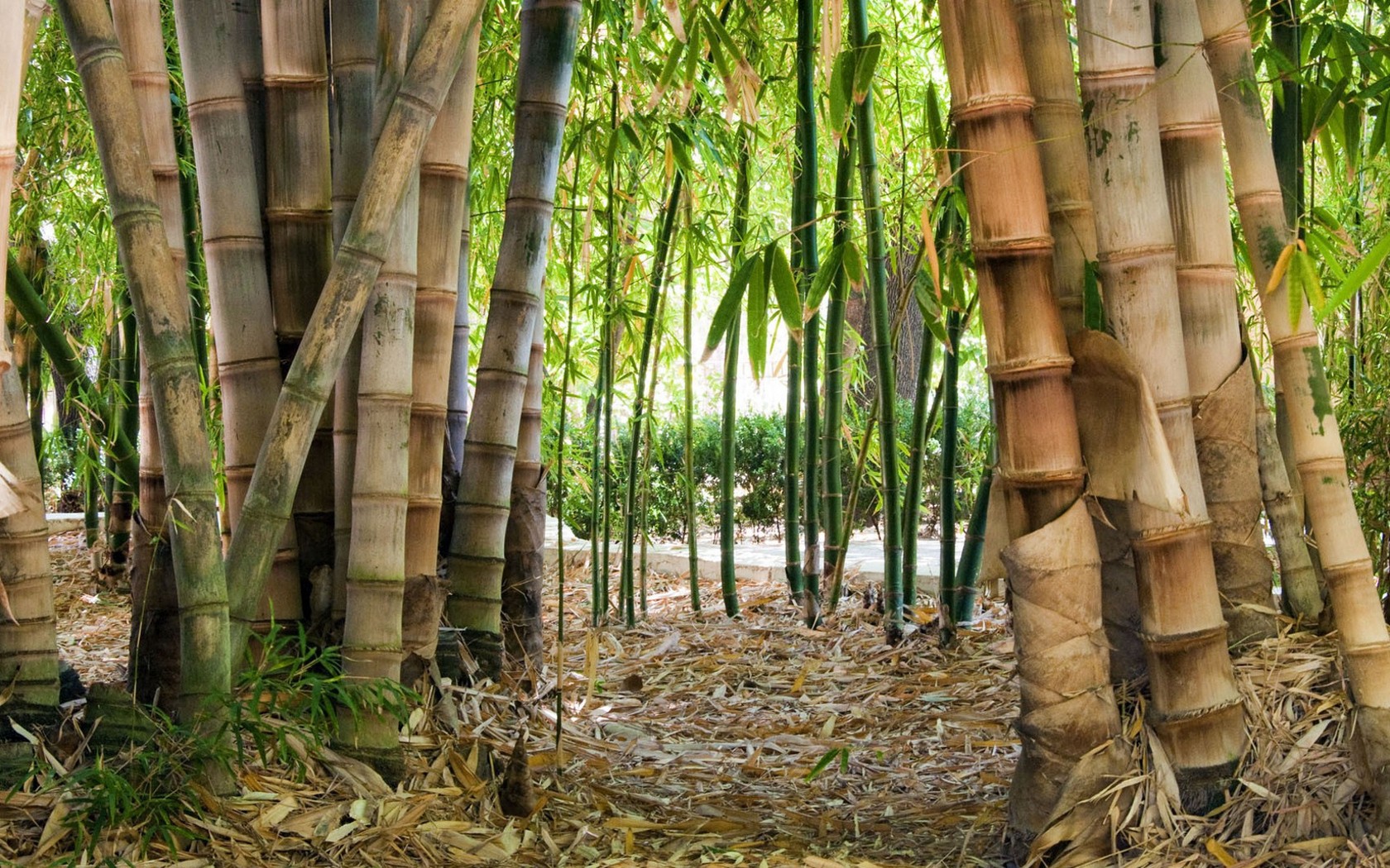 Бамбук в Южной Америке