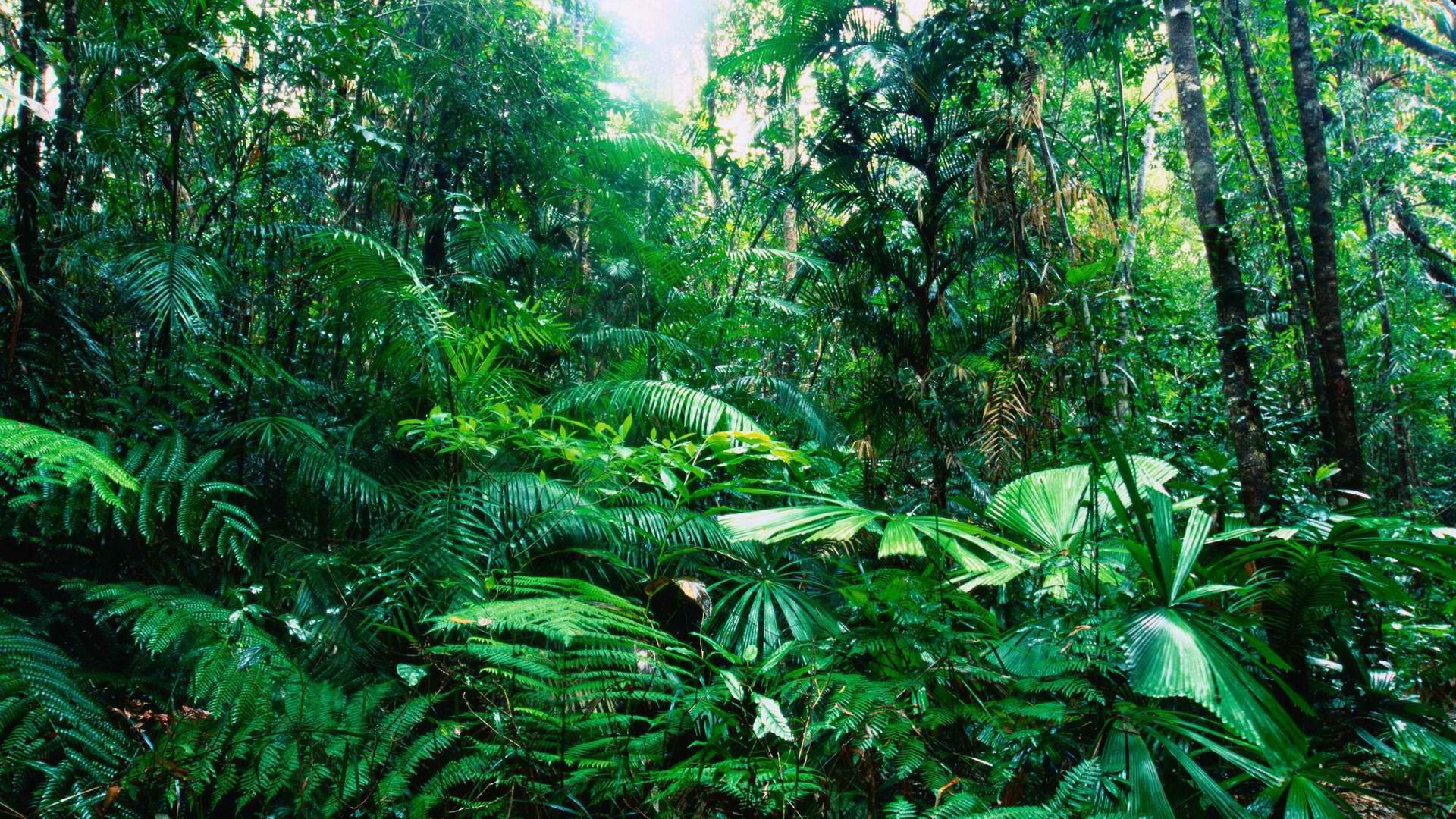Тропическое вечнозеленое