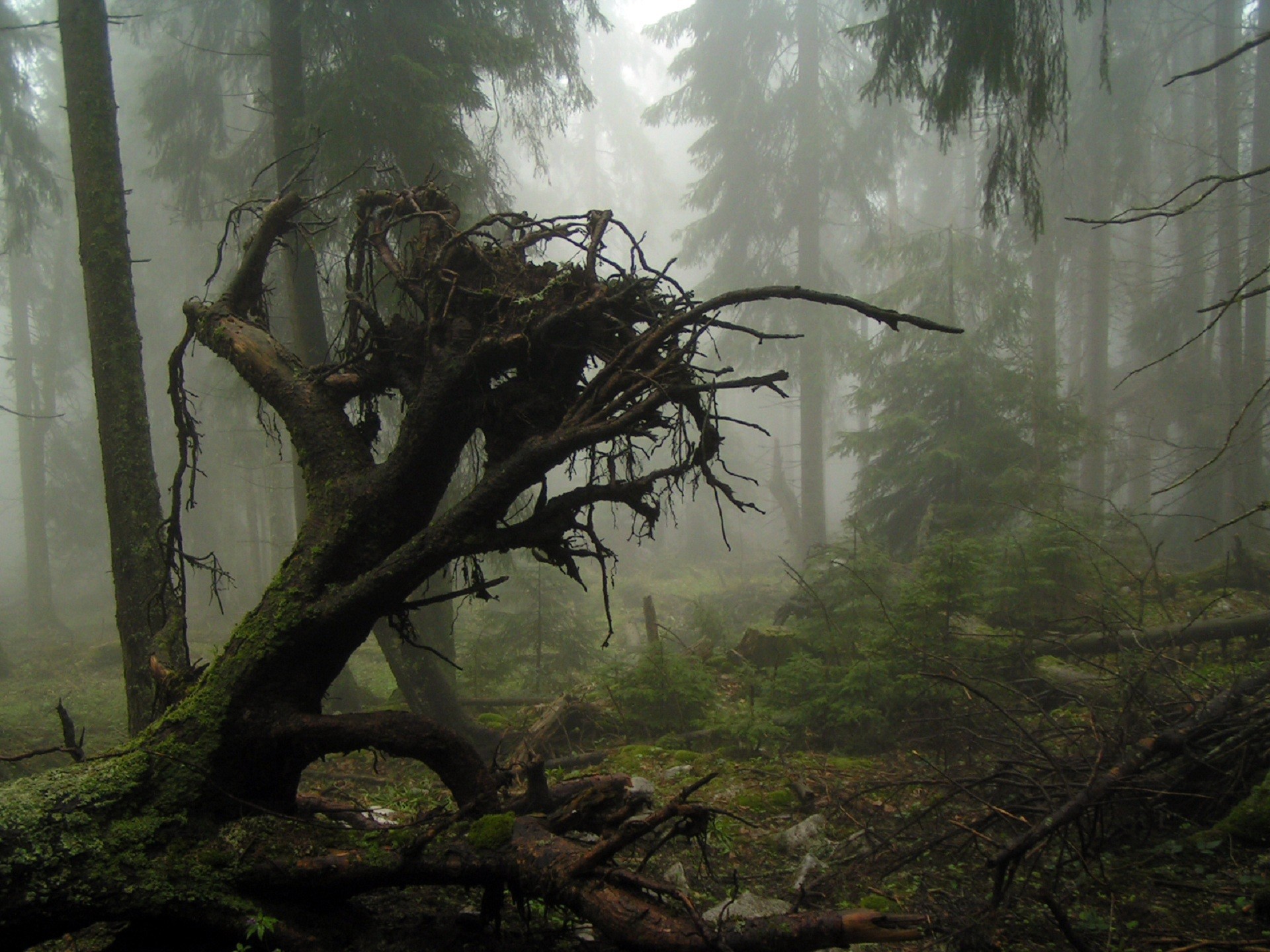 Nature___Forest___The_roots_of_a_fallen_