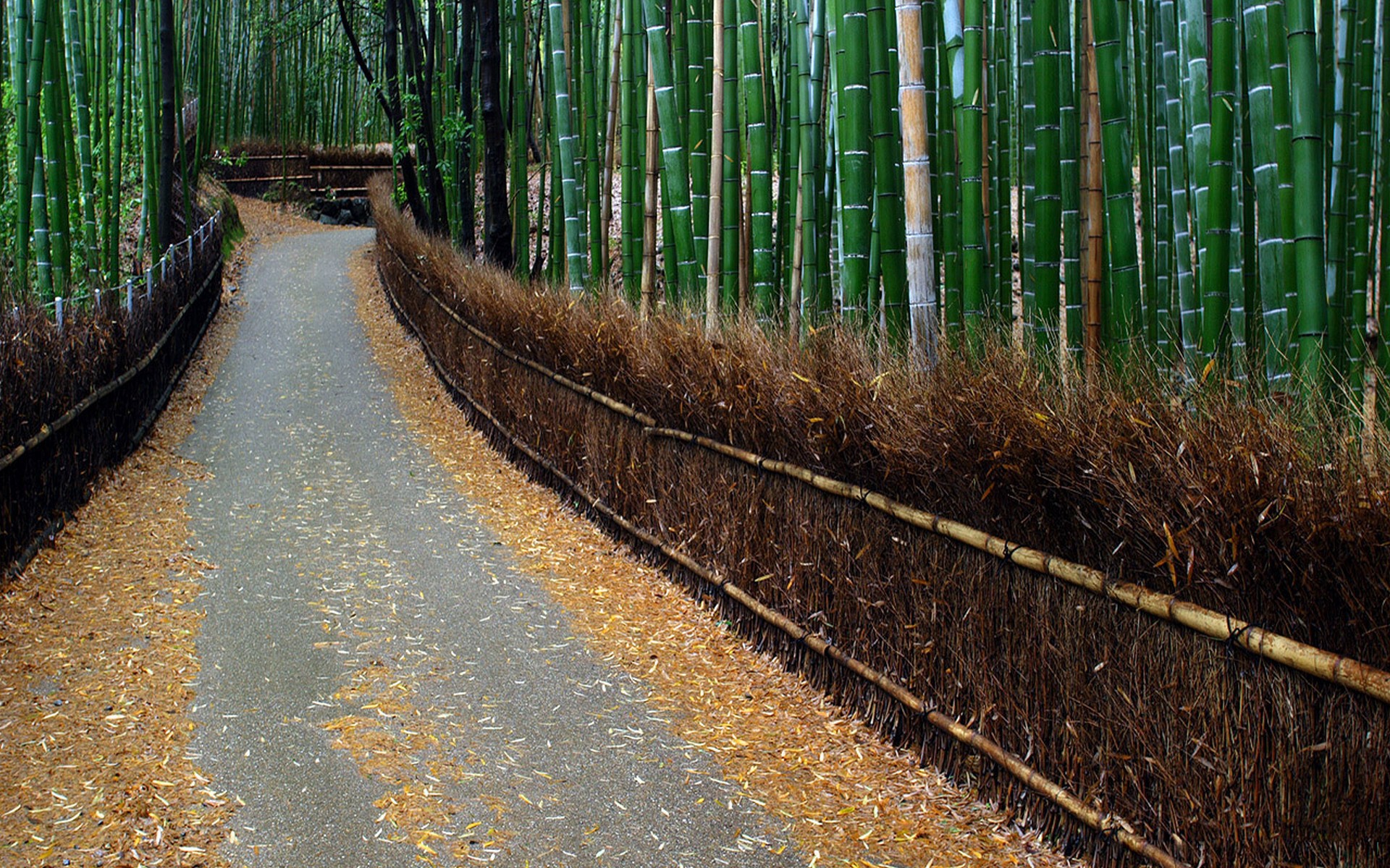 Бамбуковые тоннели в Японии