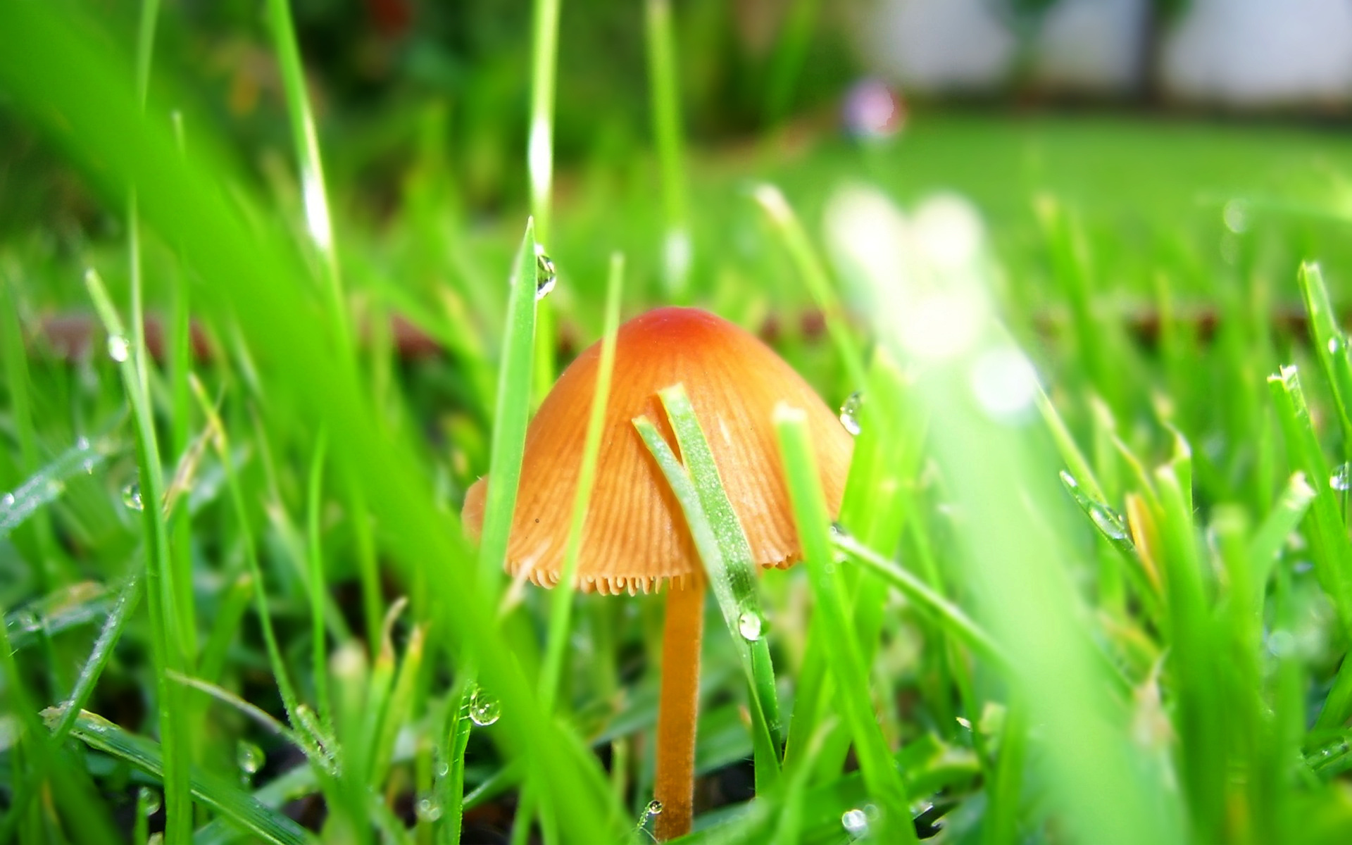 Травяные грибы