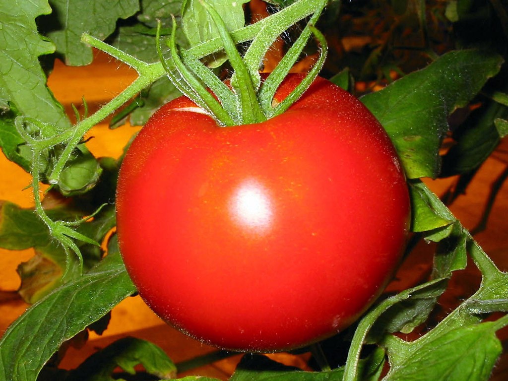 Любят ли томаты. Томат Евпатор. Томат красный петух.